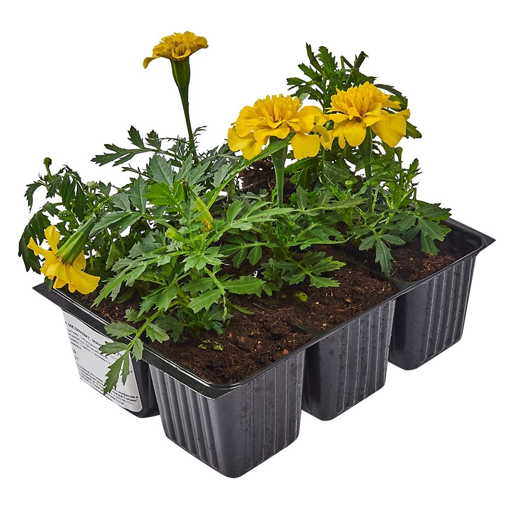 Рассада Бархатцы отклоненные желтые 6 шт