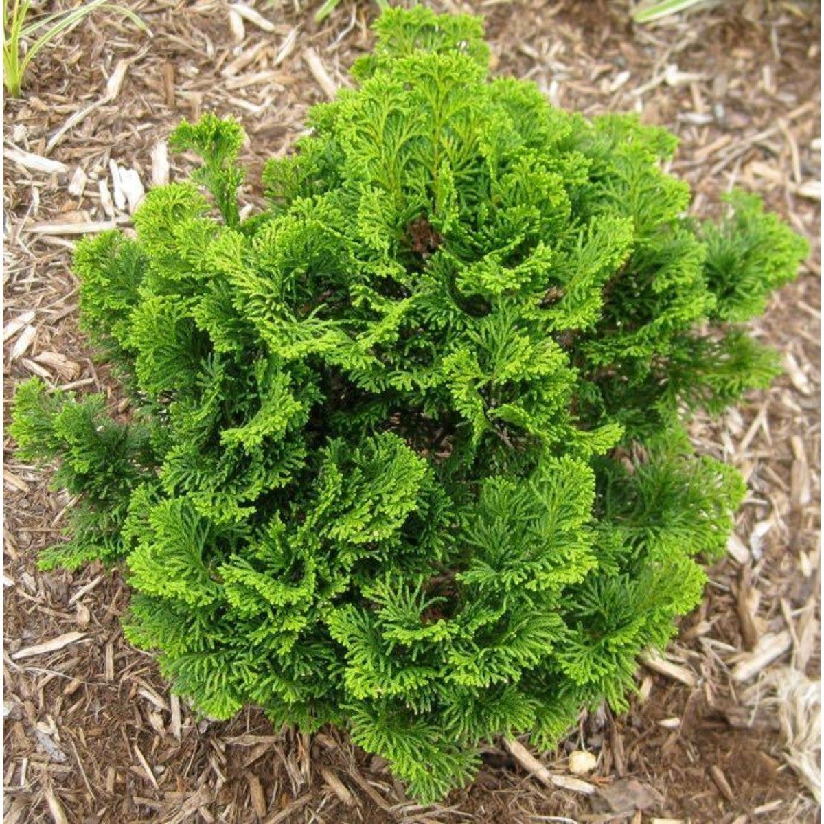 Кипарисовик туполистный Нана Грацилис V5