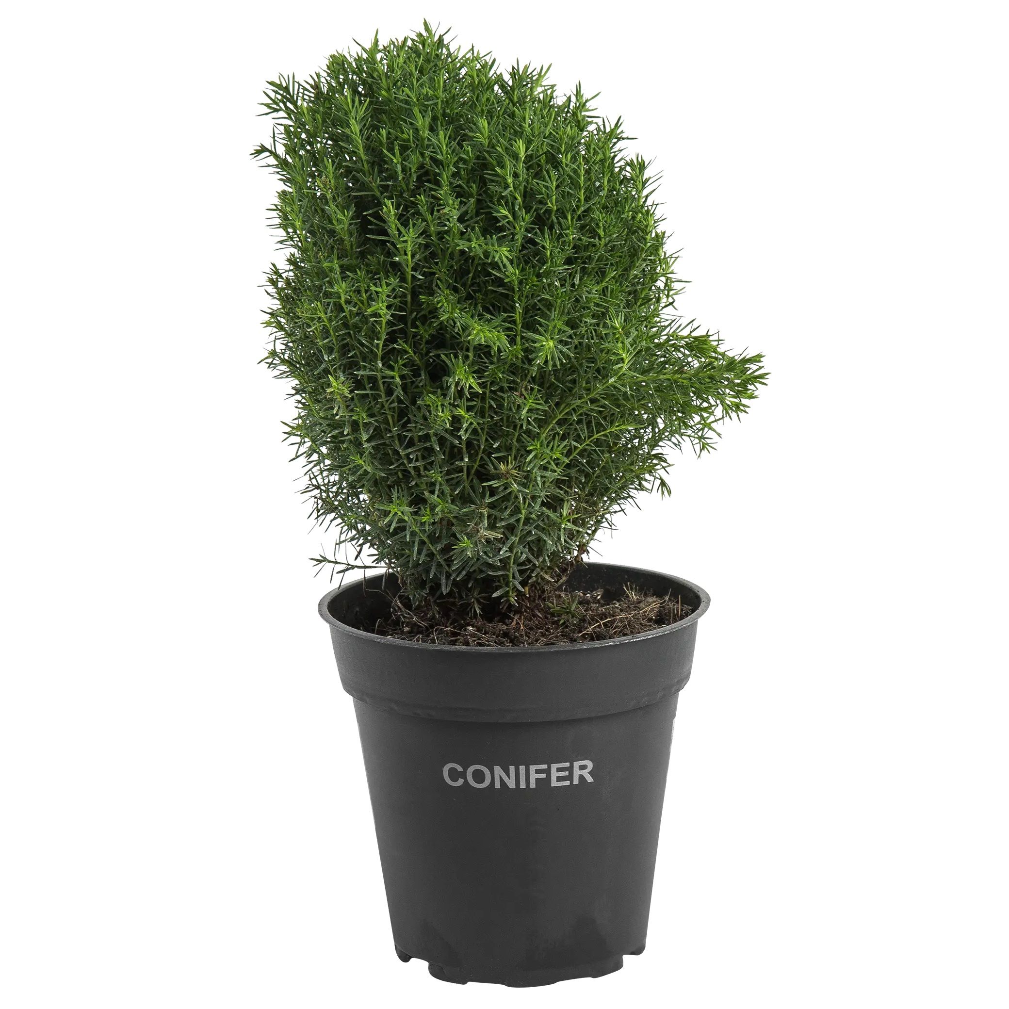 Туя Тедди 1,5-2 л