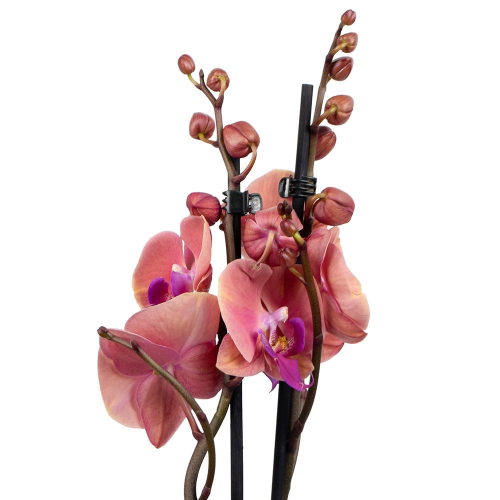 Орхидея Фаленопсис микс 2 ст d12 см