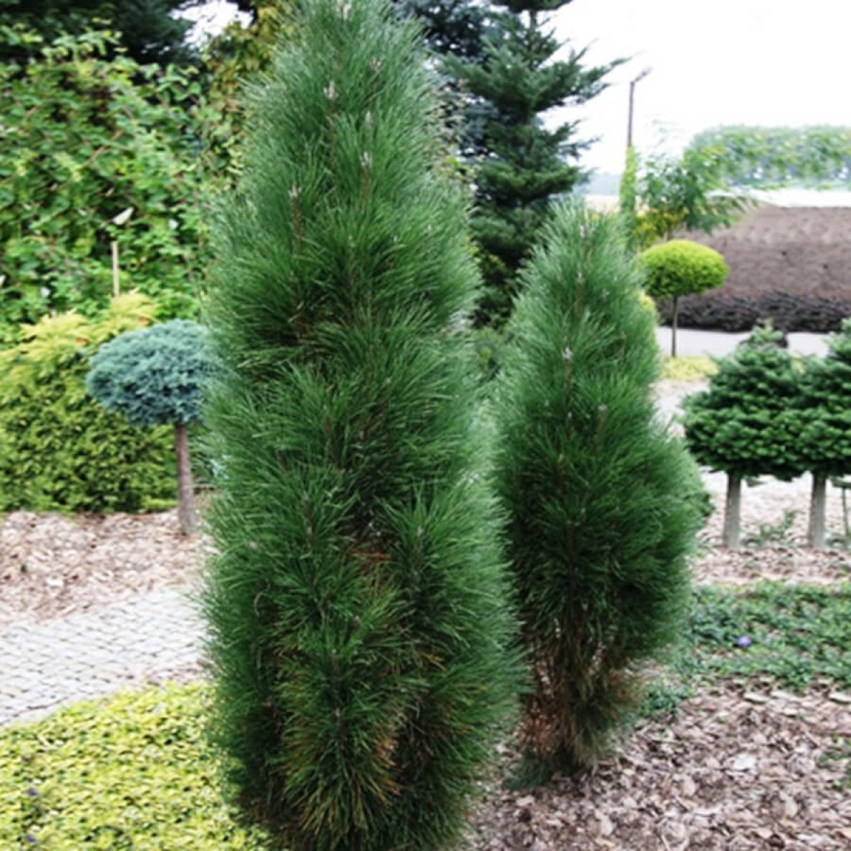 Сосна черная h50-60 см