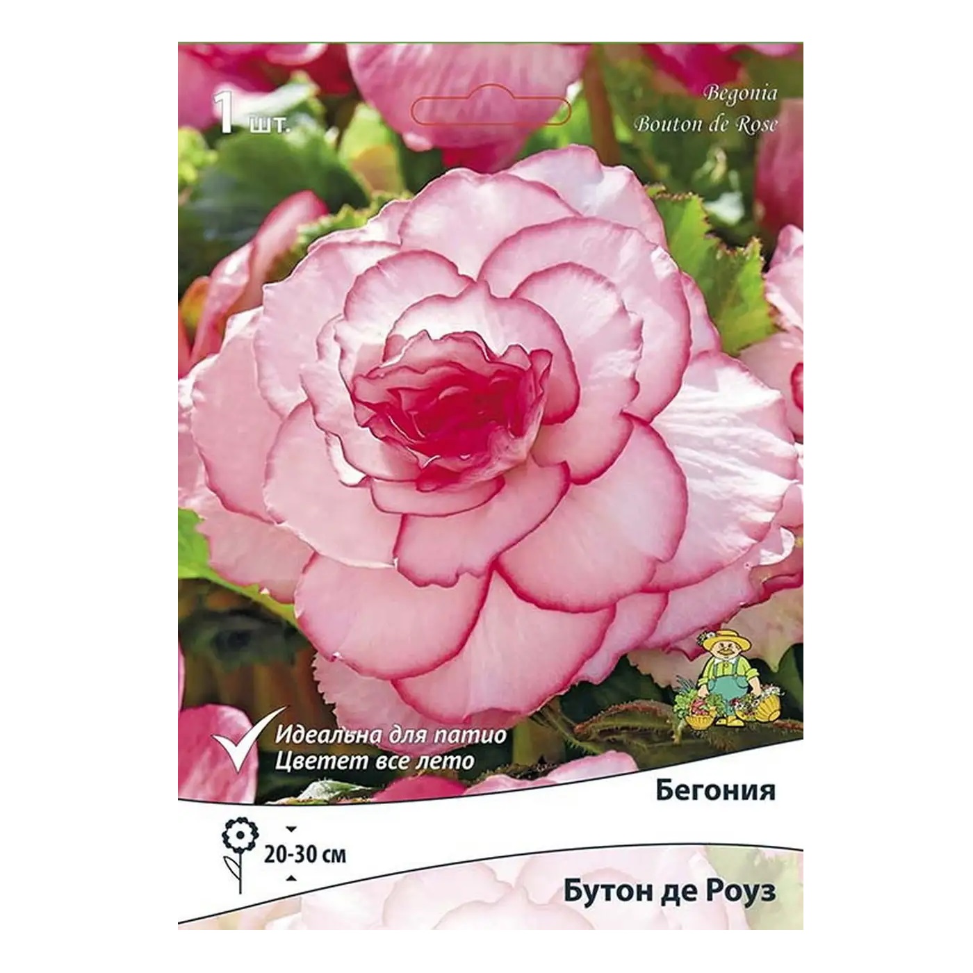 Бегония Бутон де Роуз 5-6/К 1шт