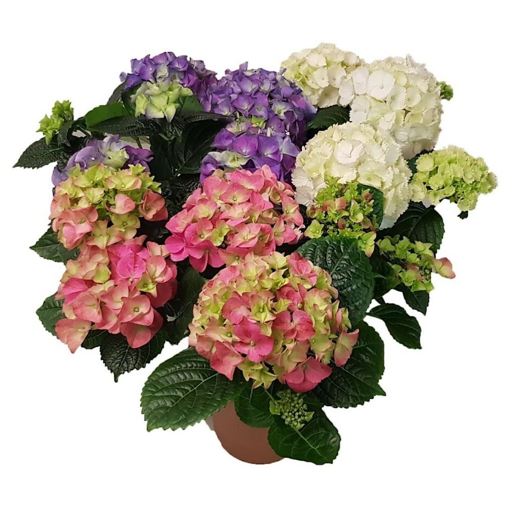 Гортензия микс d9 см
