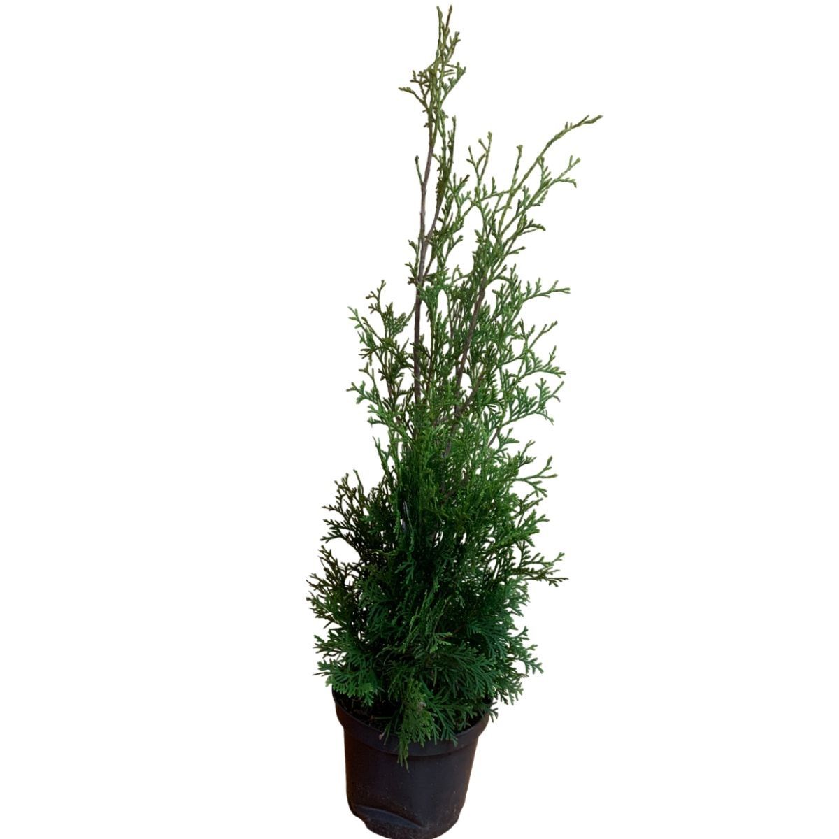 Туя западная Колумна (thuja occidentalis columna) h40-50 см