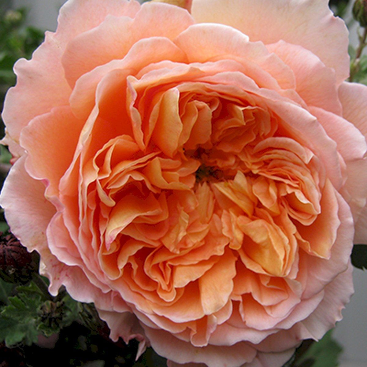 Роза плетистая Полька V7