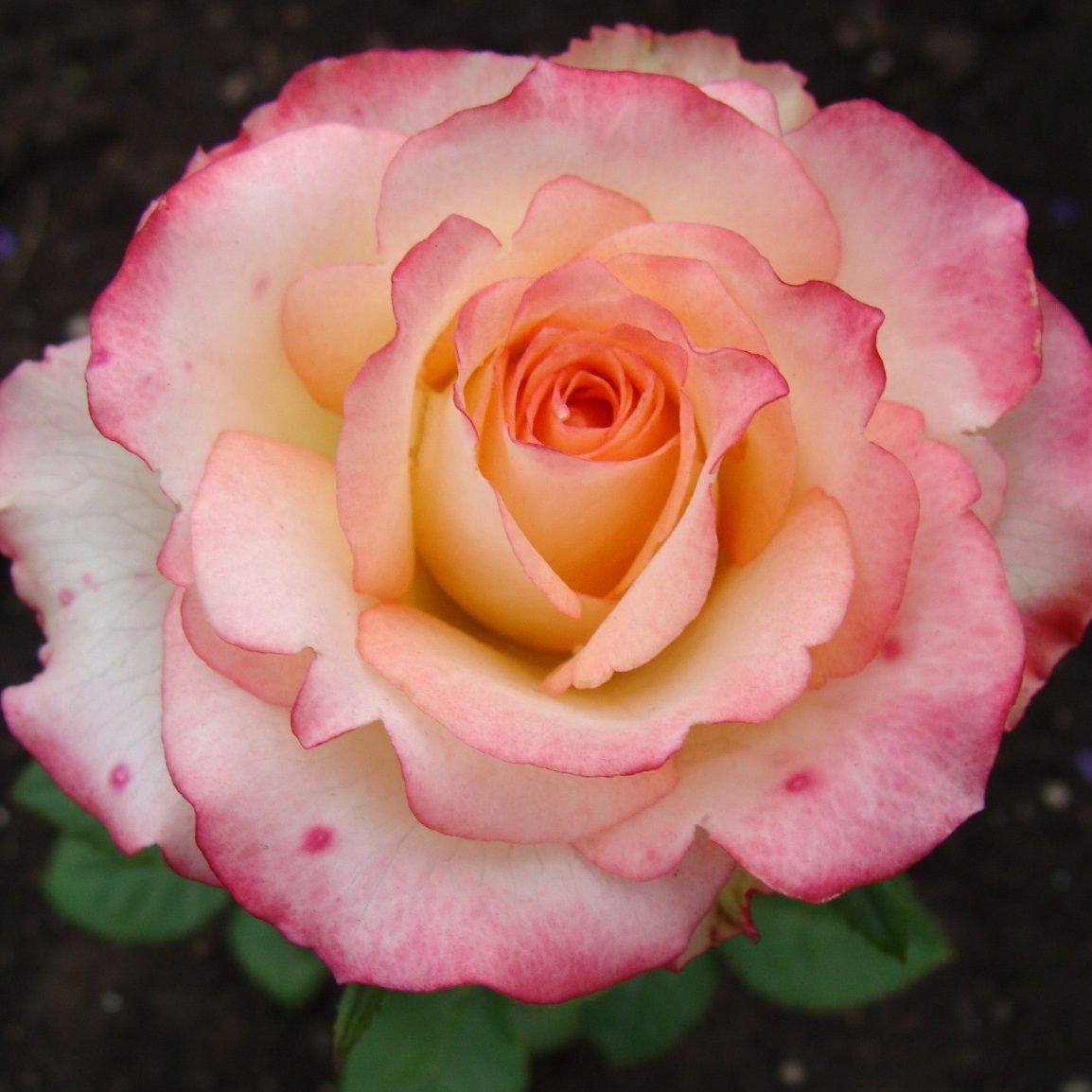 Роза чайно-гибридная Дуэт С7/С10