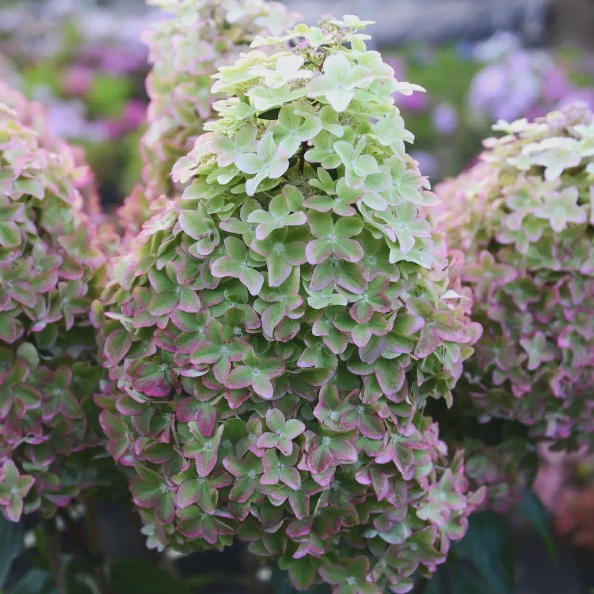 Гортензия метельчатая Металлика 2 л