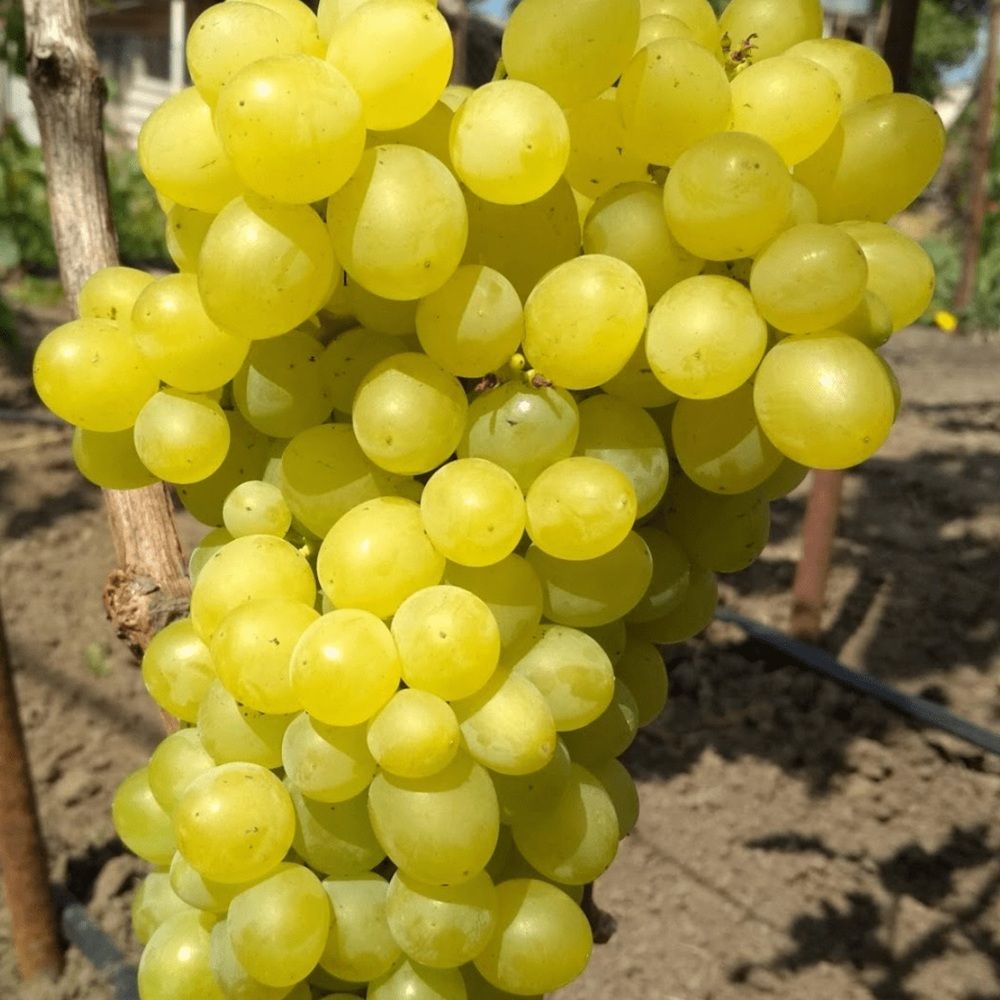 Виноград 2 категория