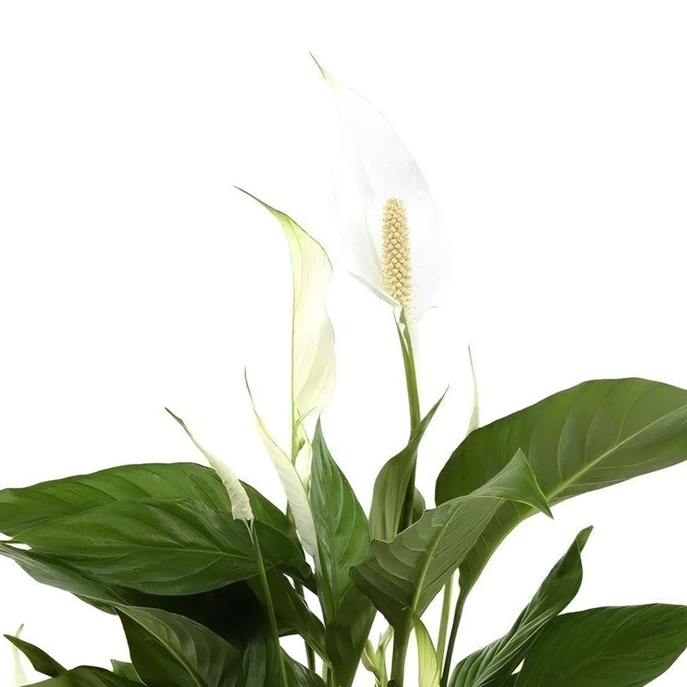 Спатифиллум Свит Рикардо d13 см