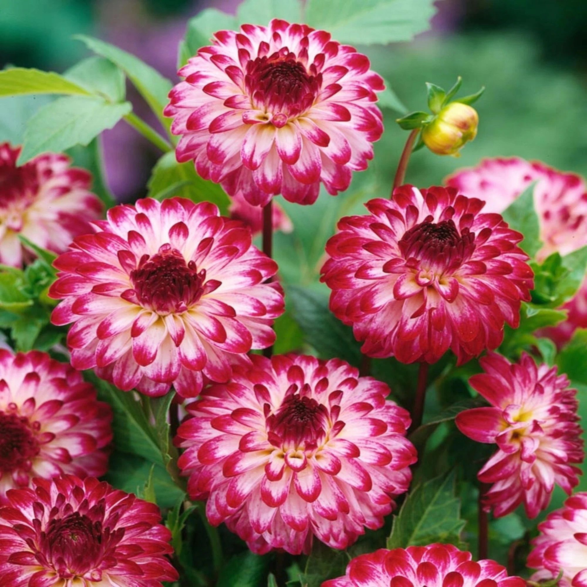 Георгина декоративная Литтл Роберт I 1 шт