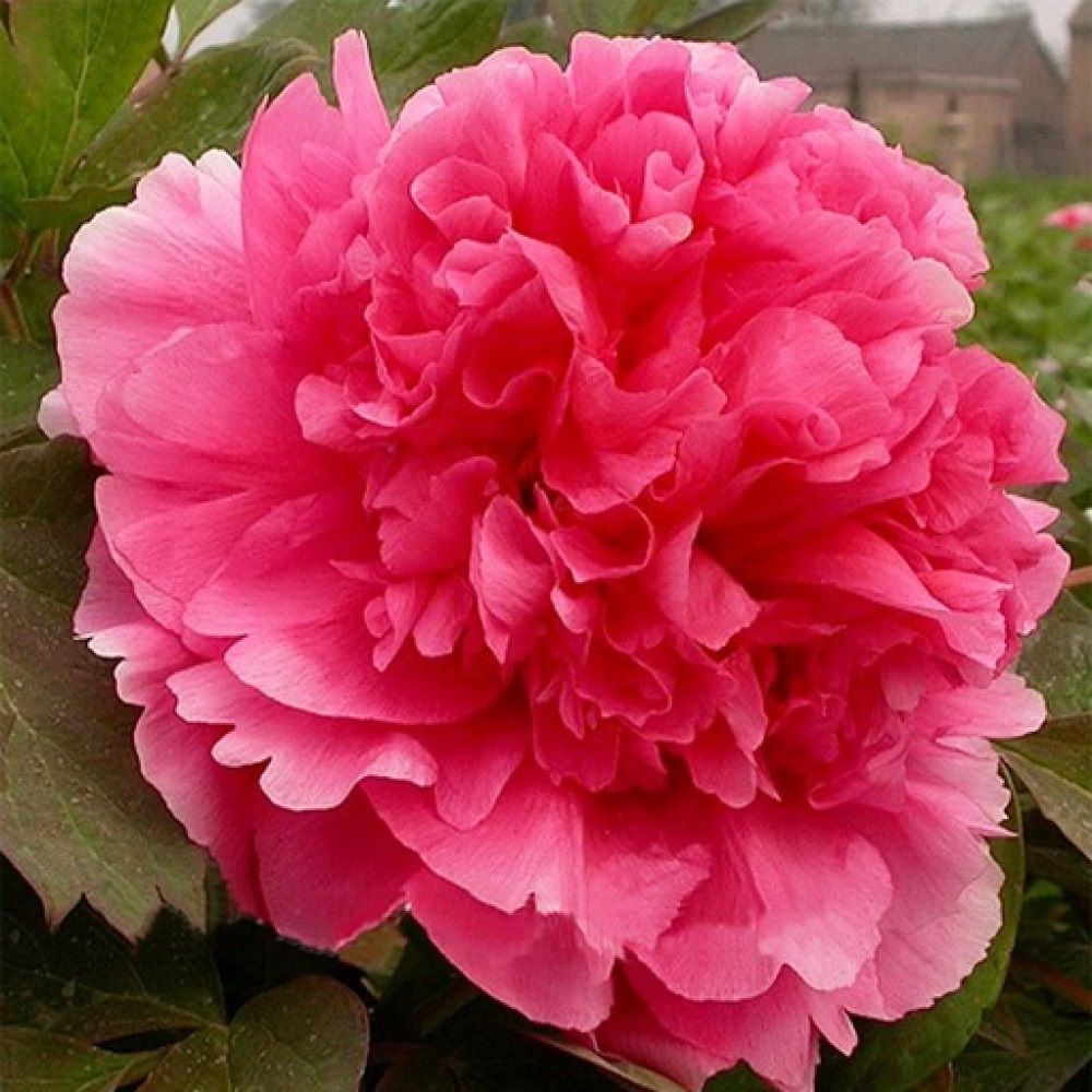 Пион древовидный Гигант из Хемозы/ЦКор