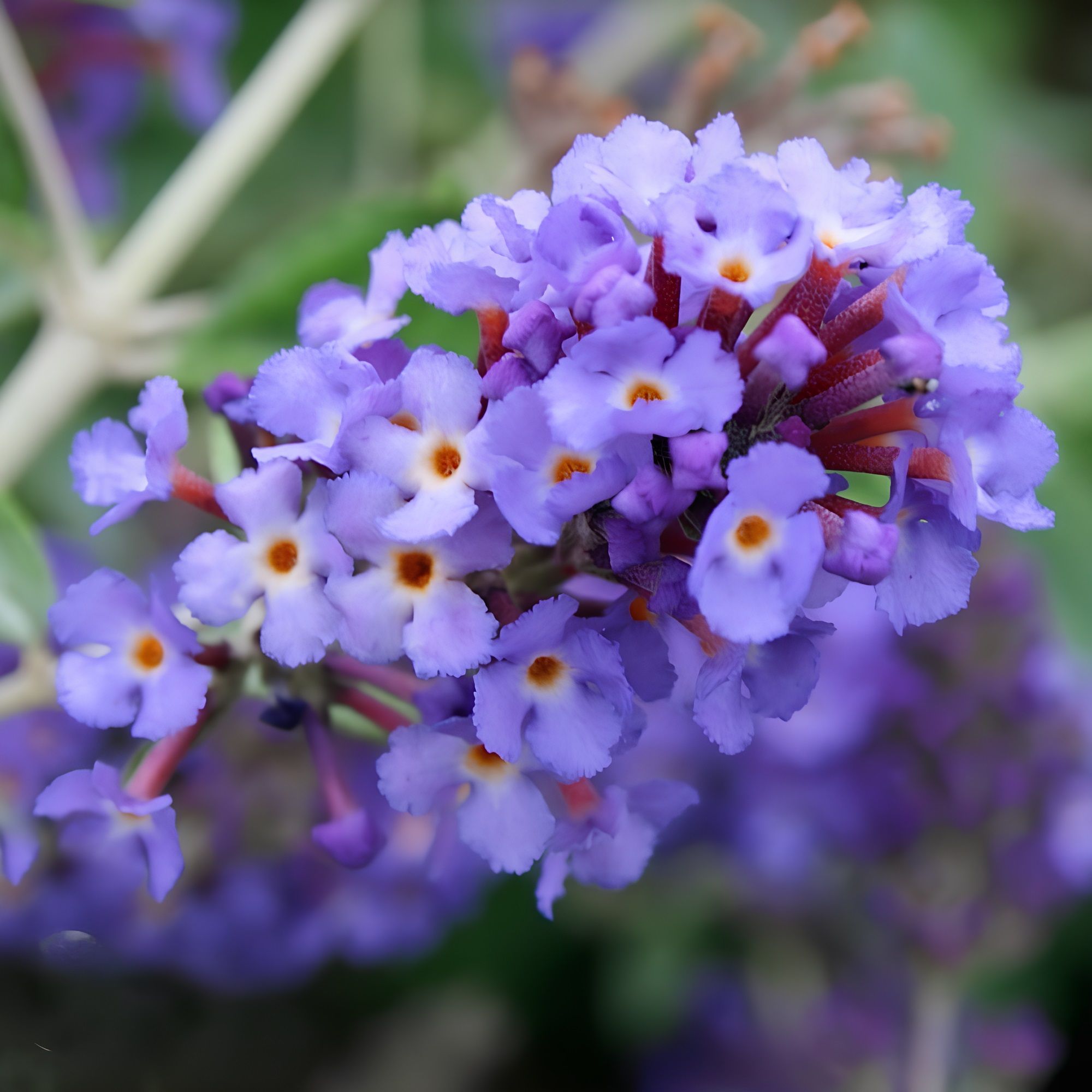 Буддлея Давида Фри Петит Блю Хэвен ц/к люкс