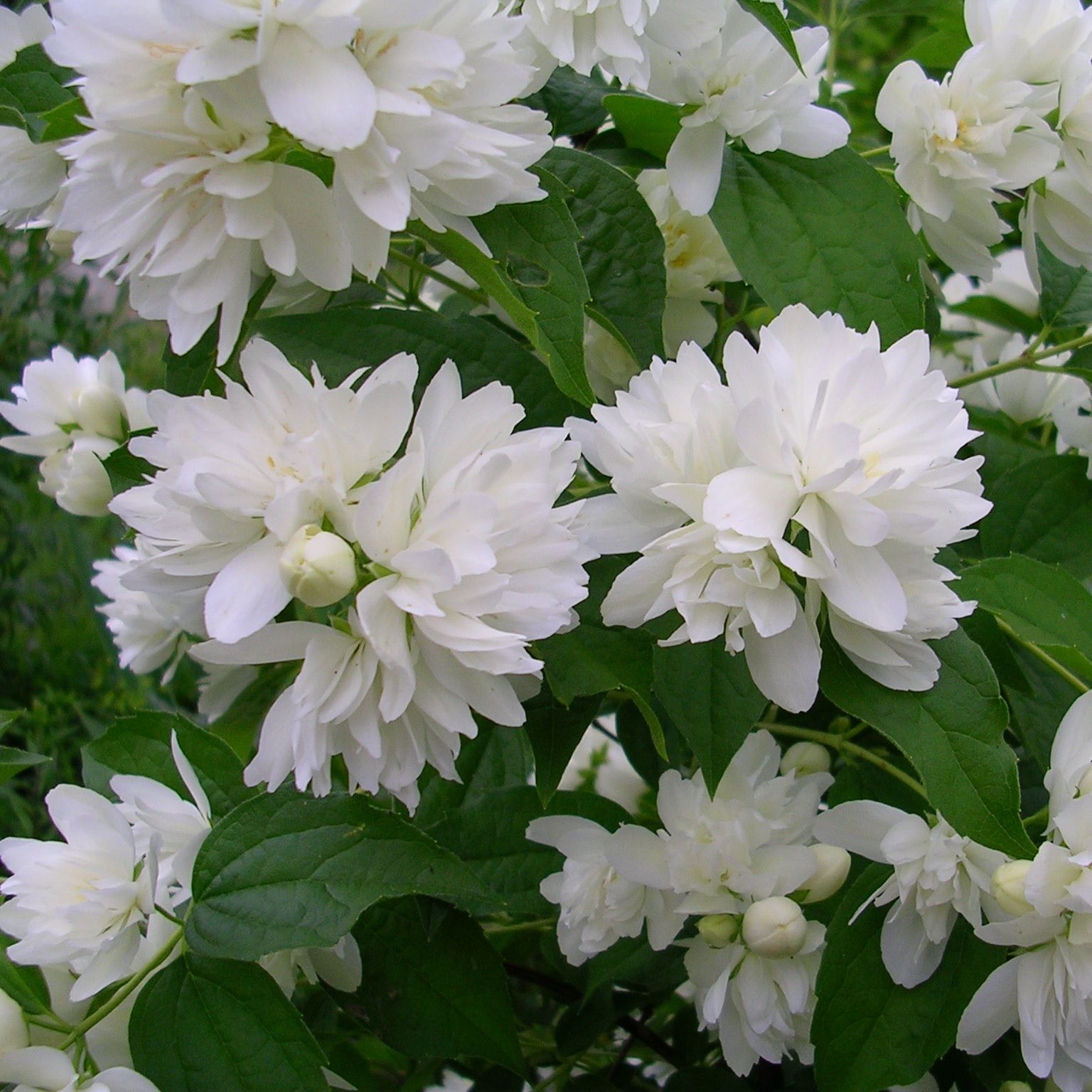 Чубушник венечный Шнеештурм P9