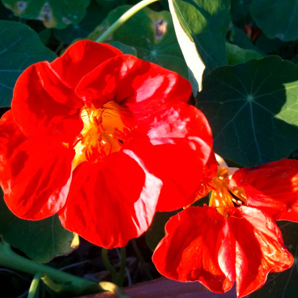 Настурция низкорослая Король Теодор (ЦВ) ("1) 1гр.