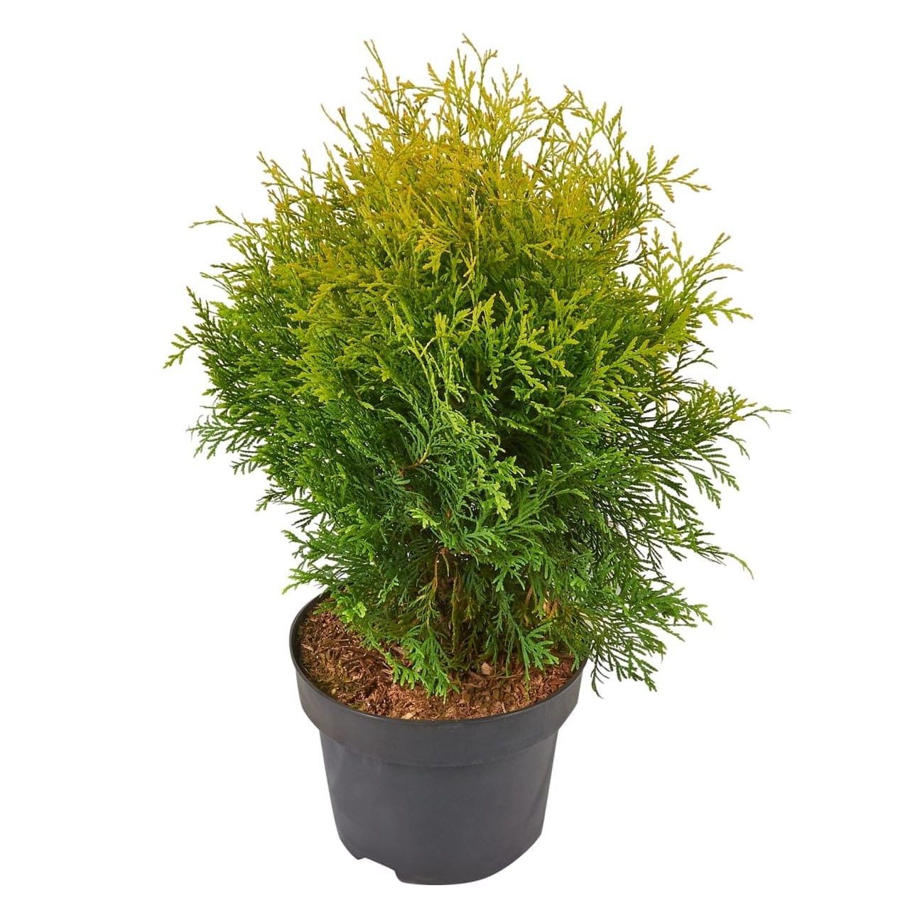 Туя западная Голден Глоуб С2 h25-30 см