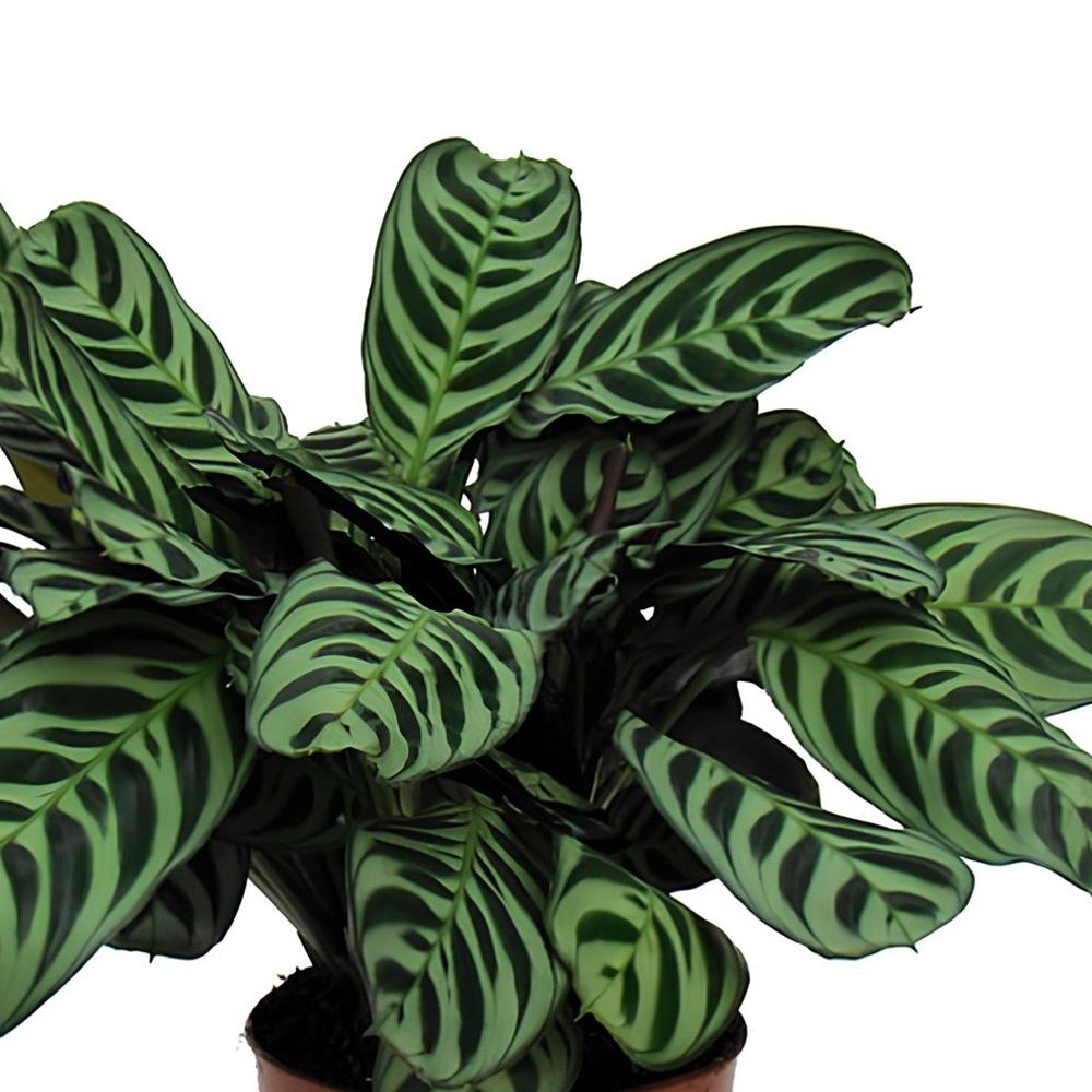 Ктенанта Оверинг d15 см