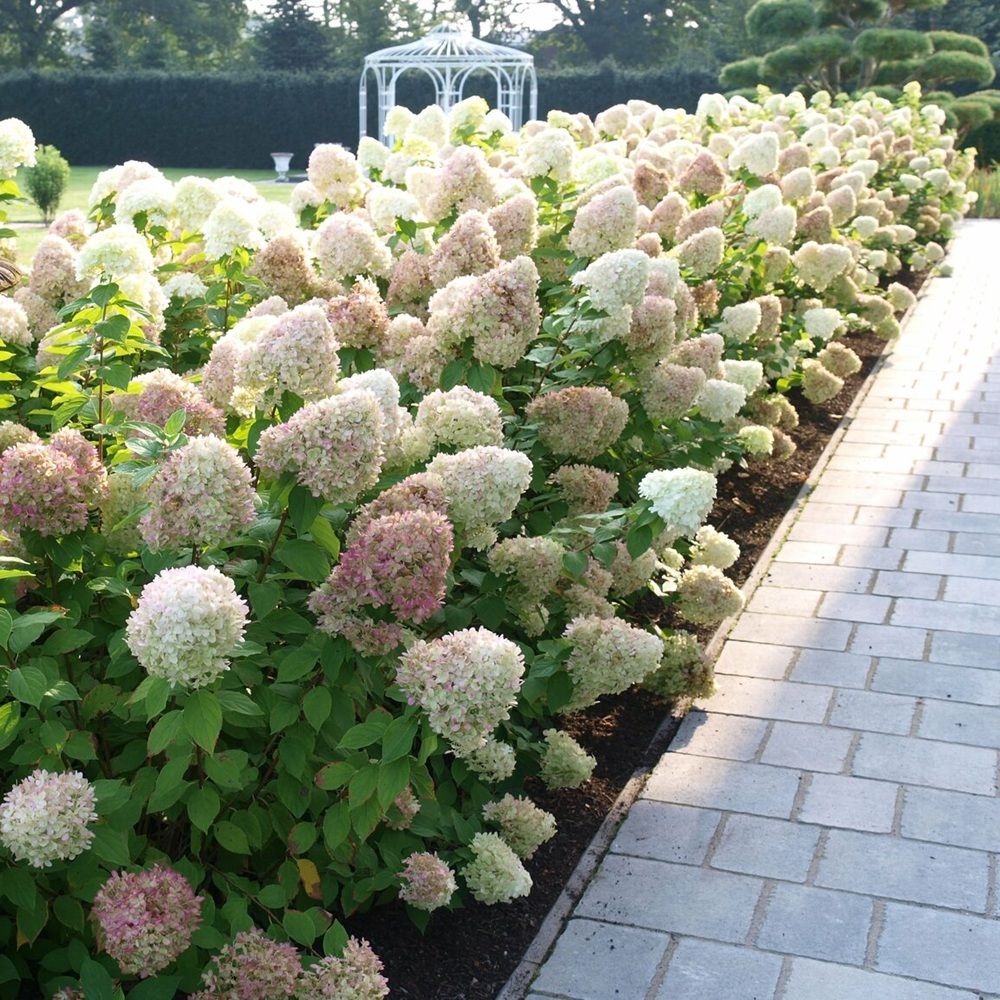 Гортензия d15 см