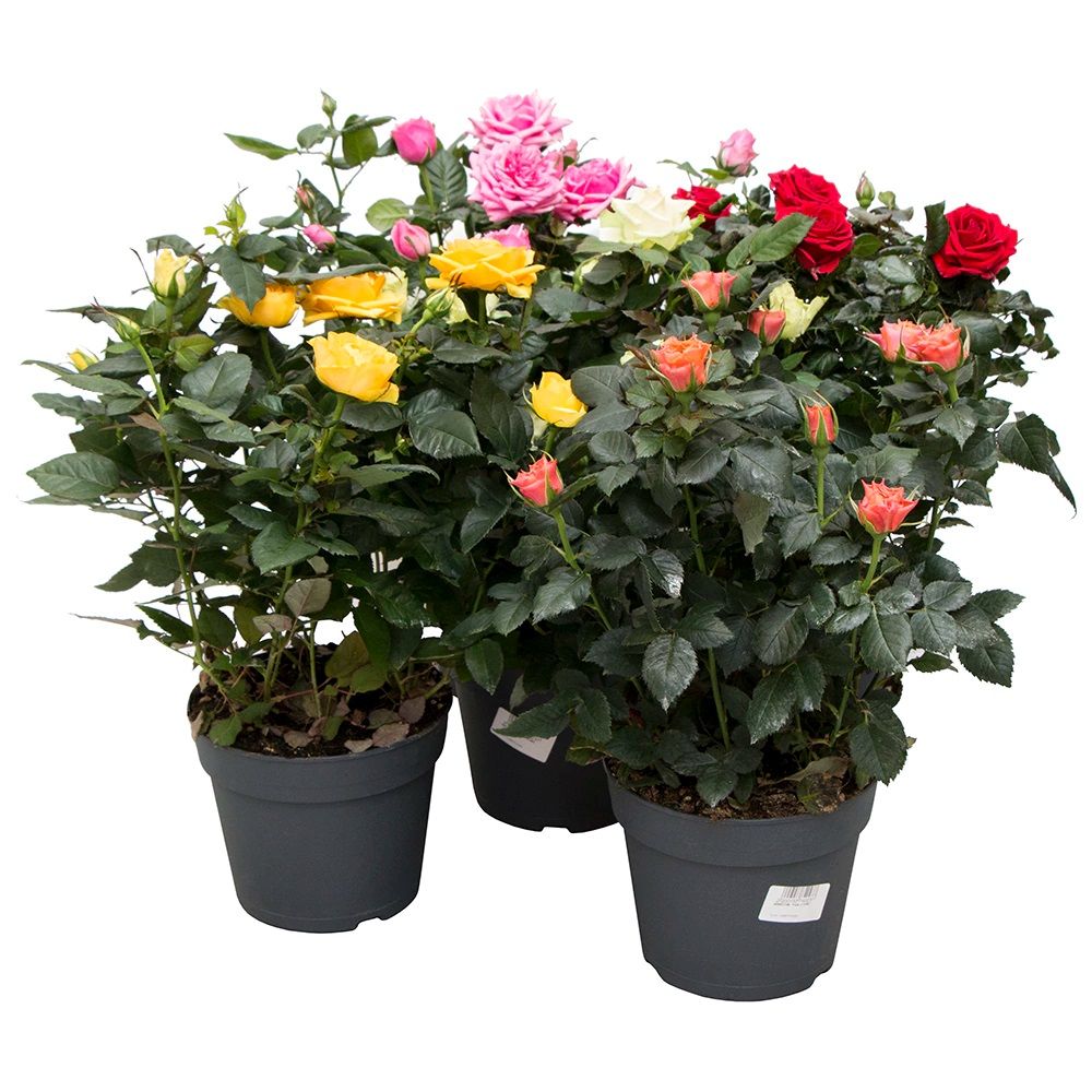 Роза садовая микс С3