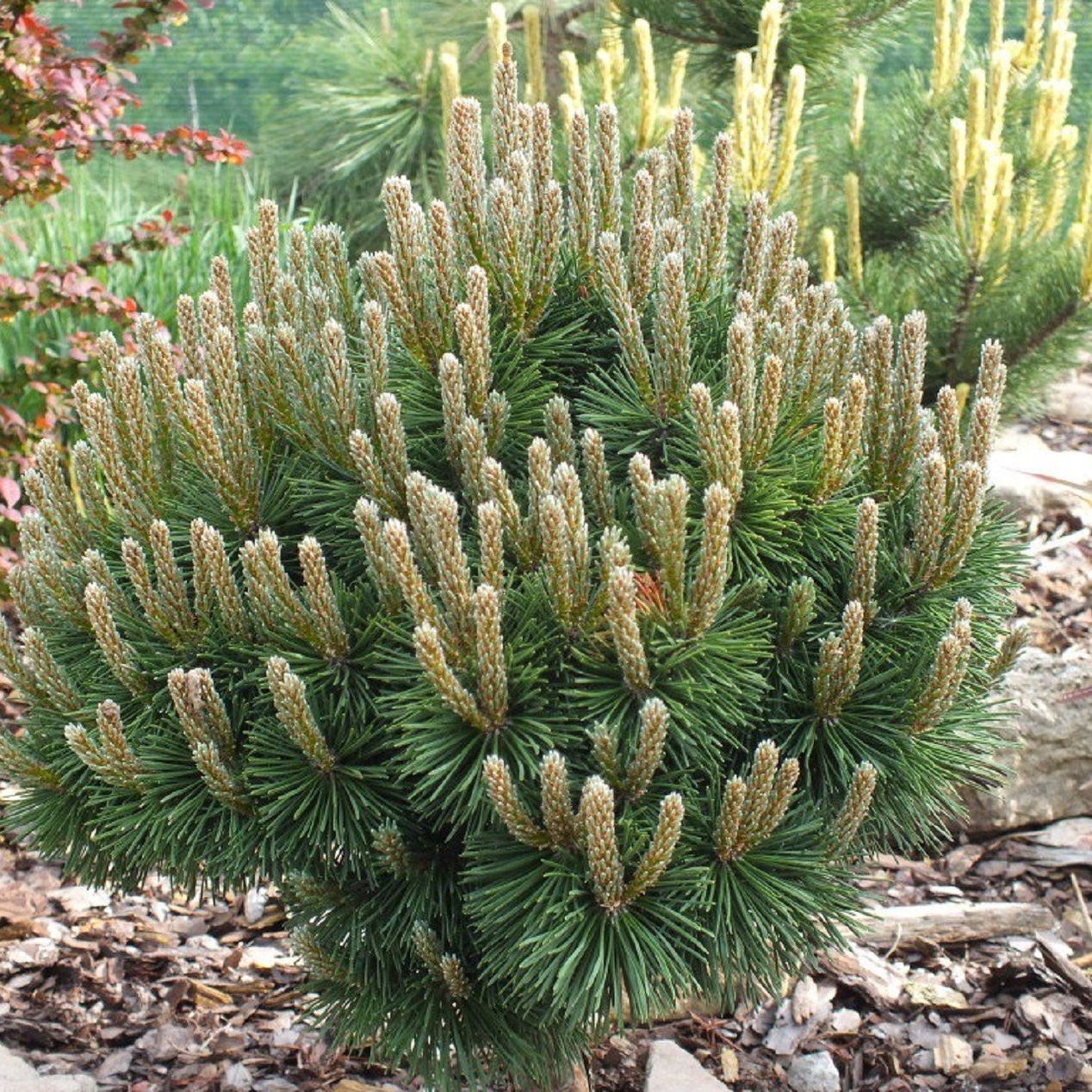 Сосна горная Хампи V2