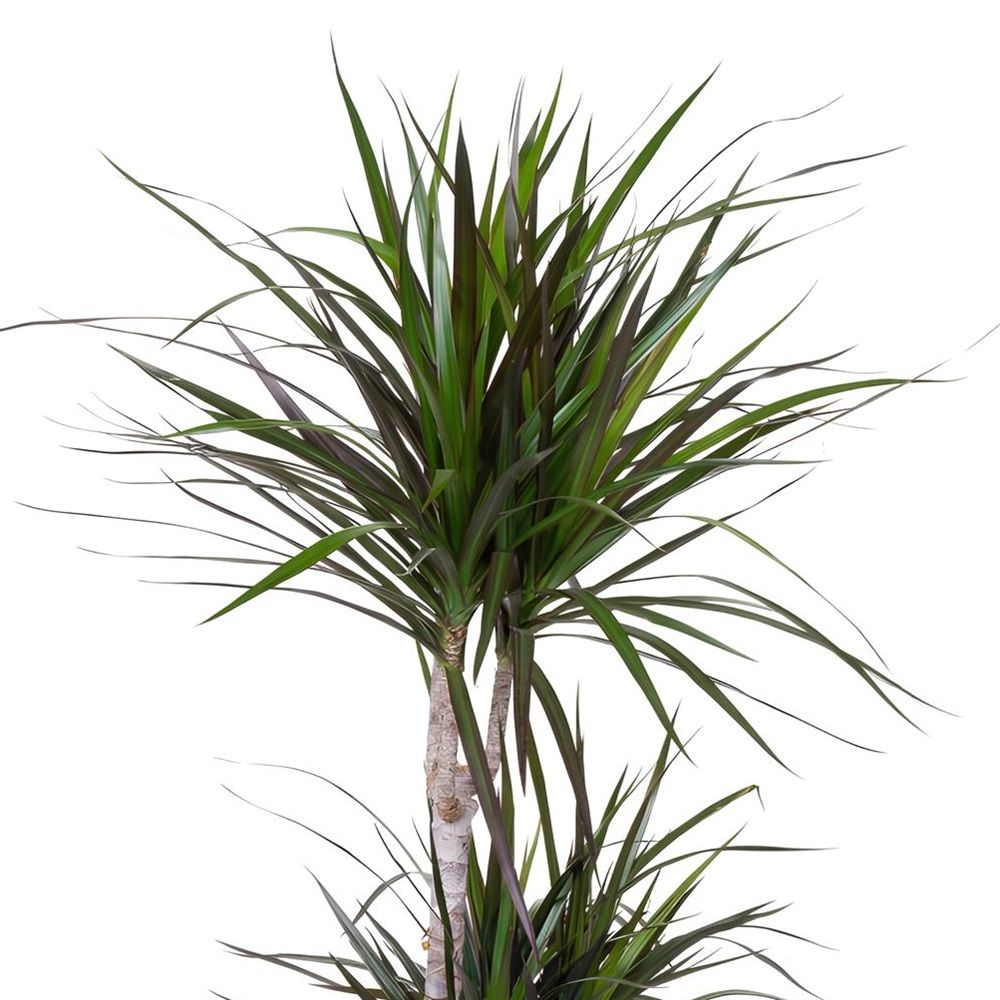 Драцена маргината Маджента 3 ст d23 см h110-130 см