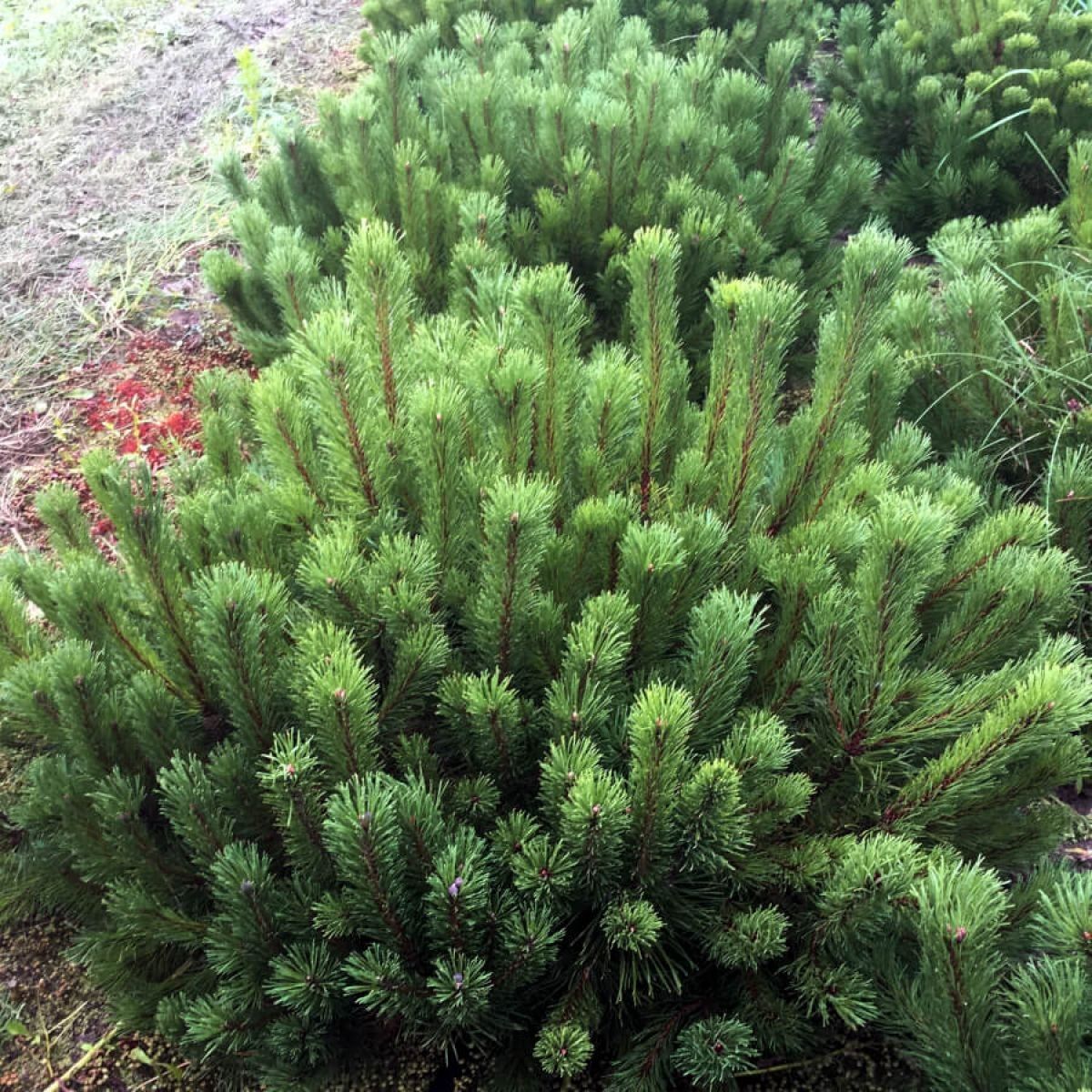 Сосна горная Мугус С5 30-40 см