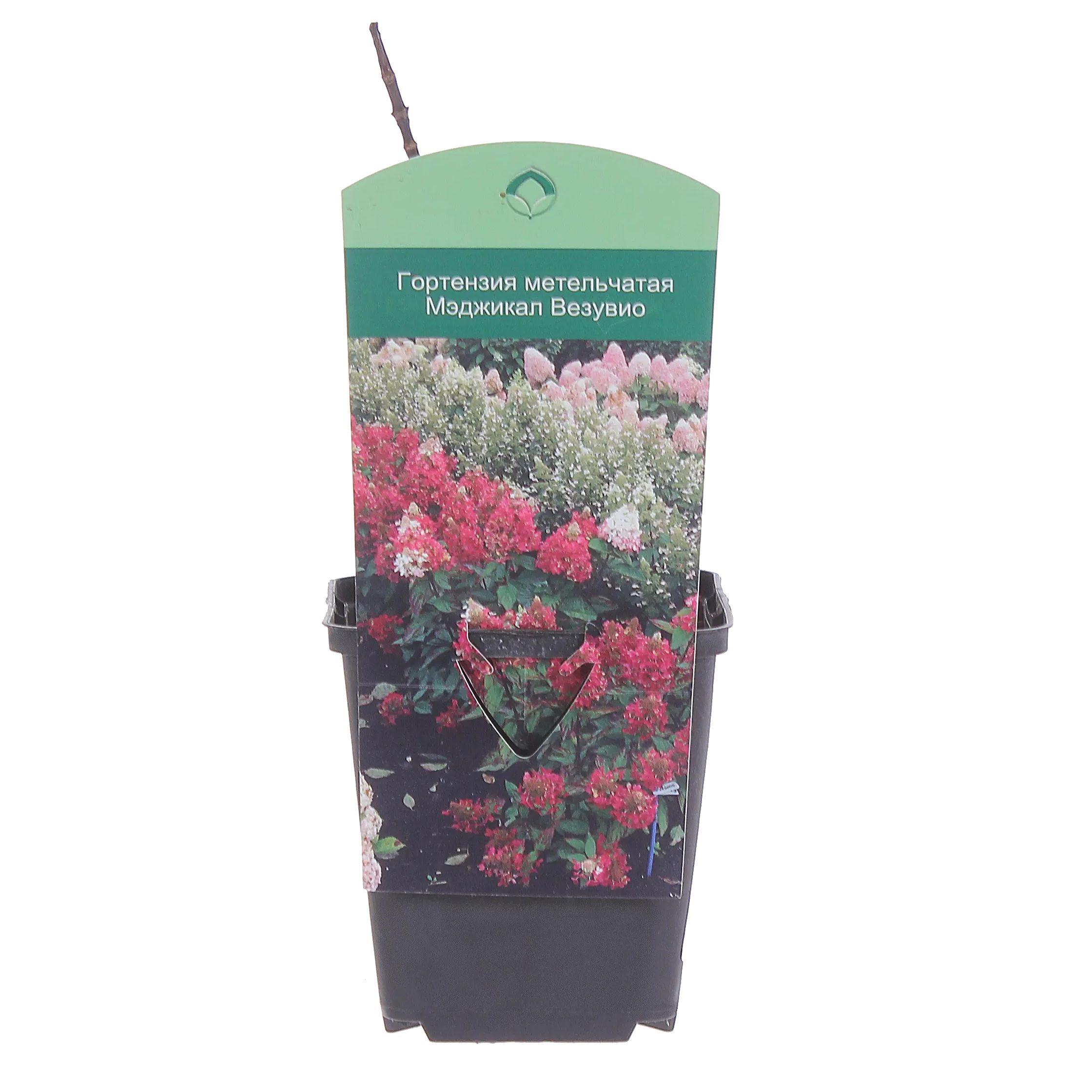 Гортензия метельчатая Мэджикал Везувий Р9