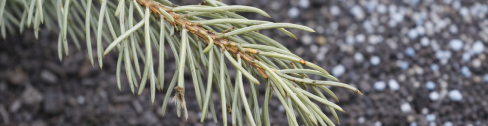 Как сохранить хвою на елке: лучшие удобрения для хвойных