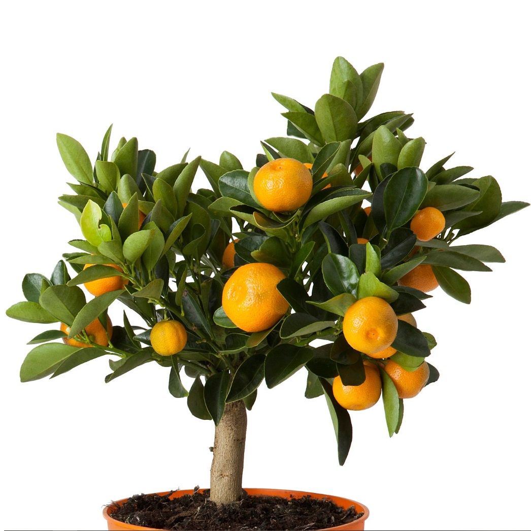 Цитрофортунелла Каламондин штамбовая d15 см