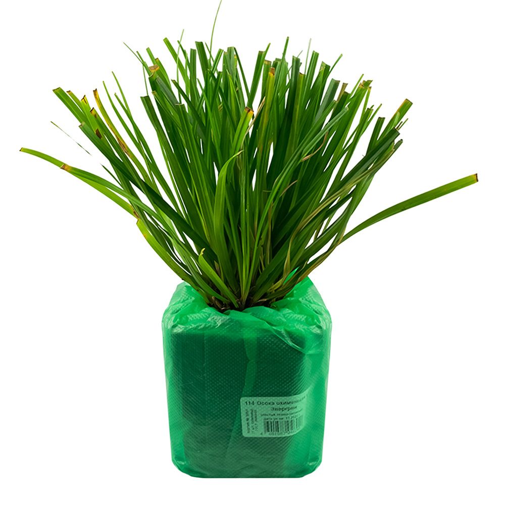 Осока охименская Эвергрин