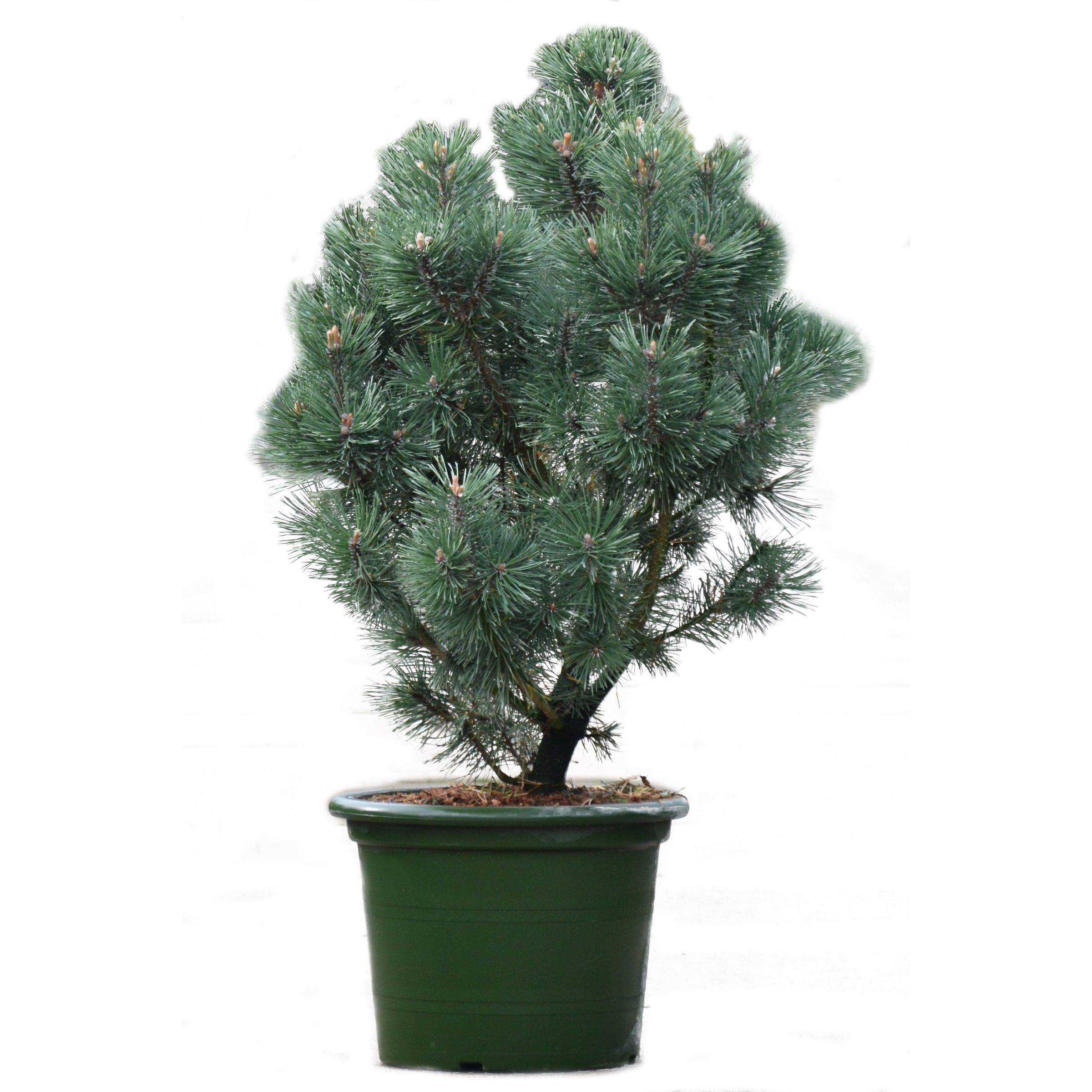 Сосна горная Колумнарис V2