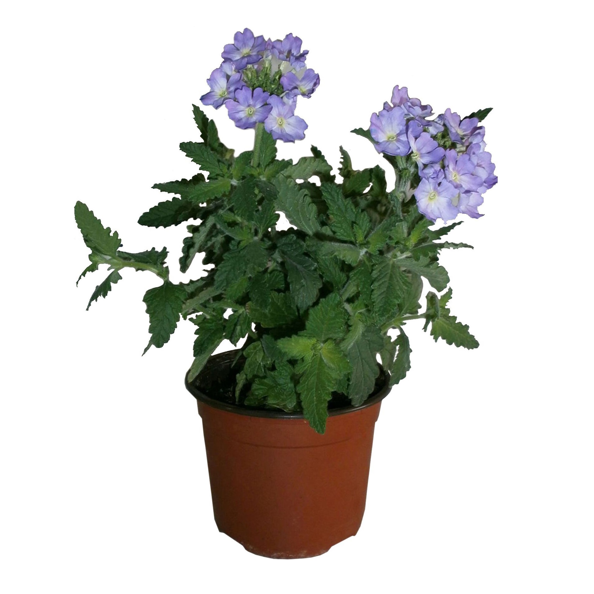 Рассада Вербена микс d10 см