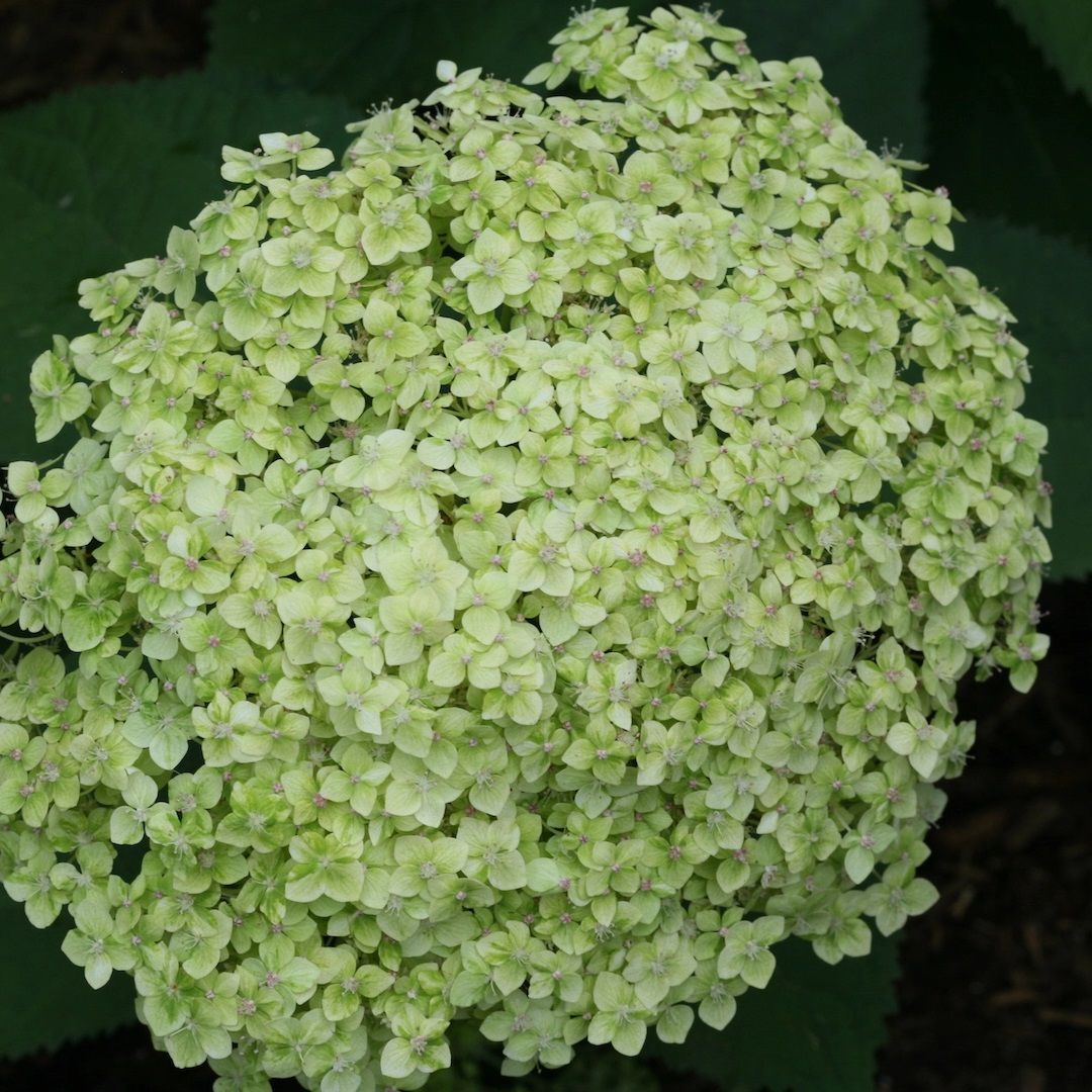 Гортензия древовидная Лайм Рики C2/C3