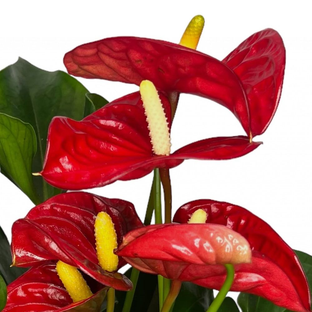 Антуриум андрианум Аристо d12 см