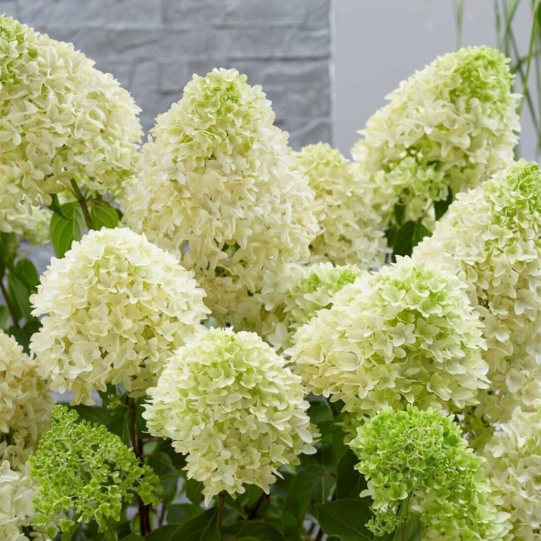 Гортензия метельчатая Скайфолл C5