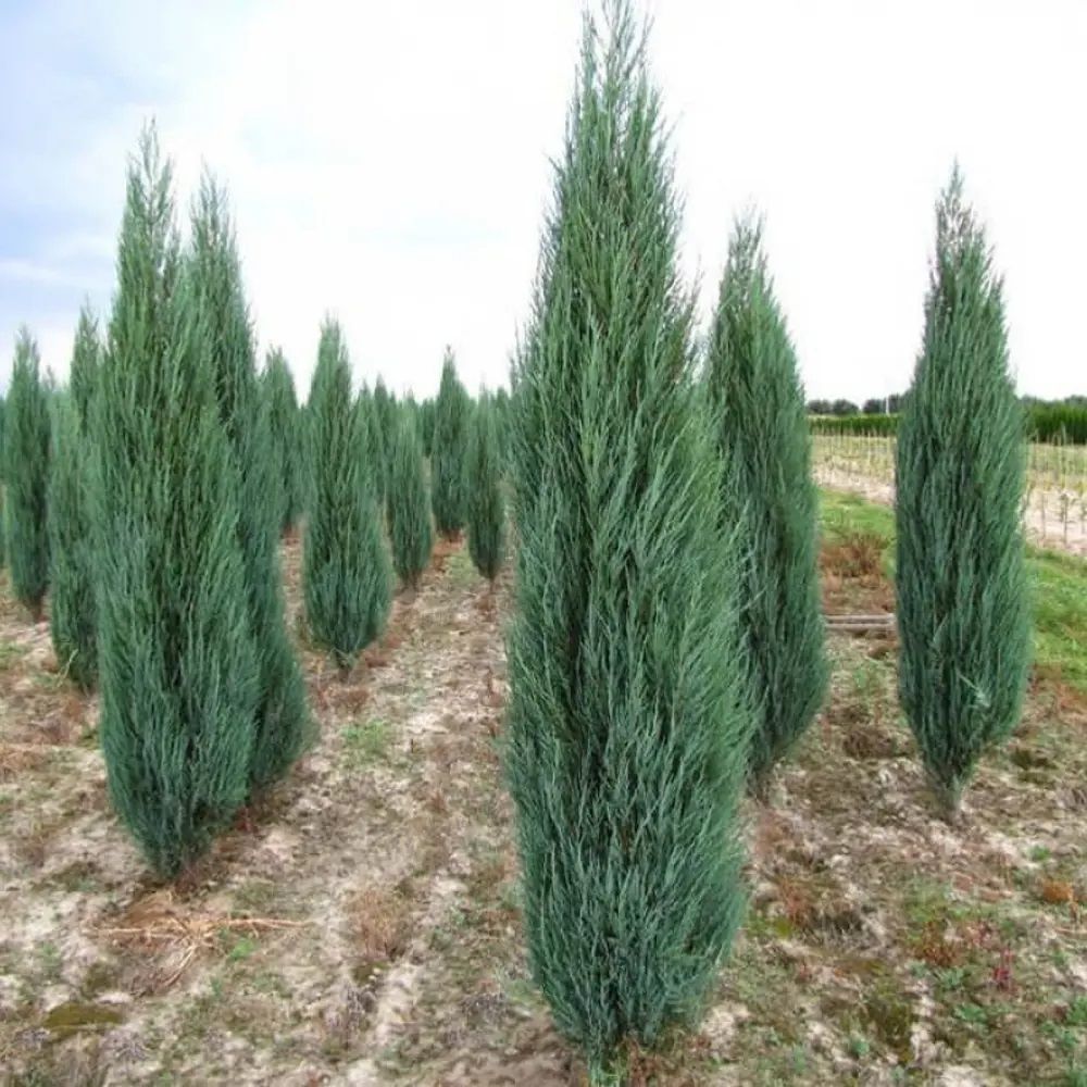 Можжевельник скальный Блю Арроу V3 h60-80 см