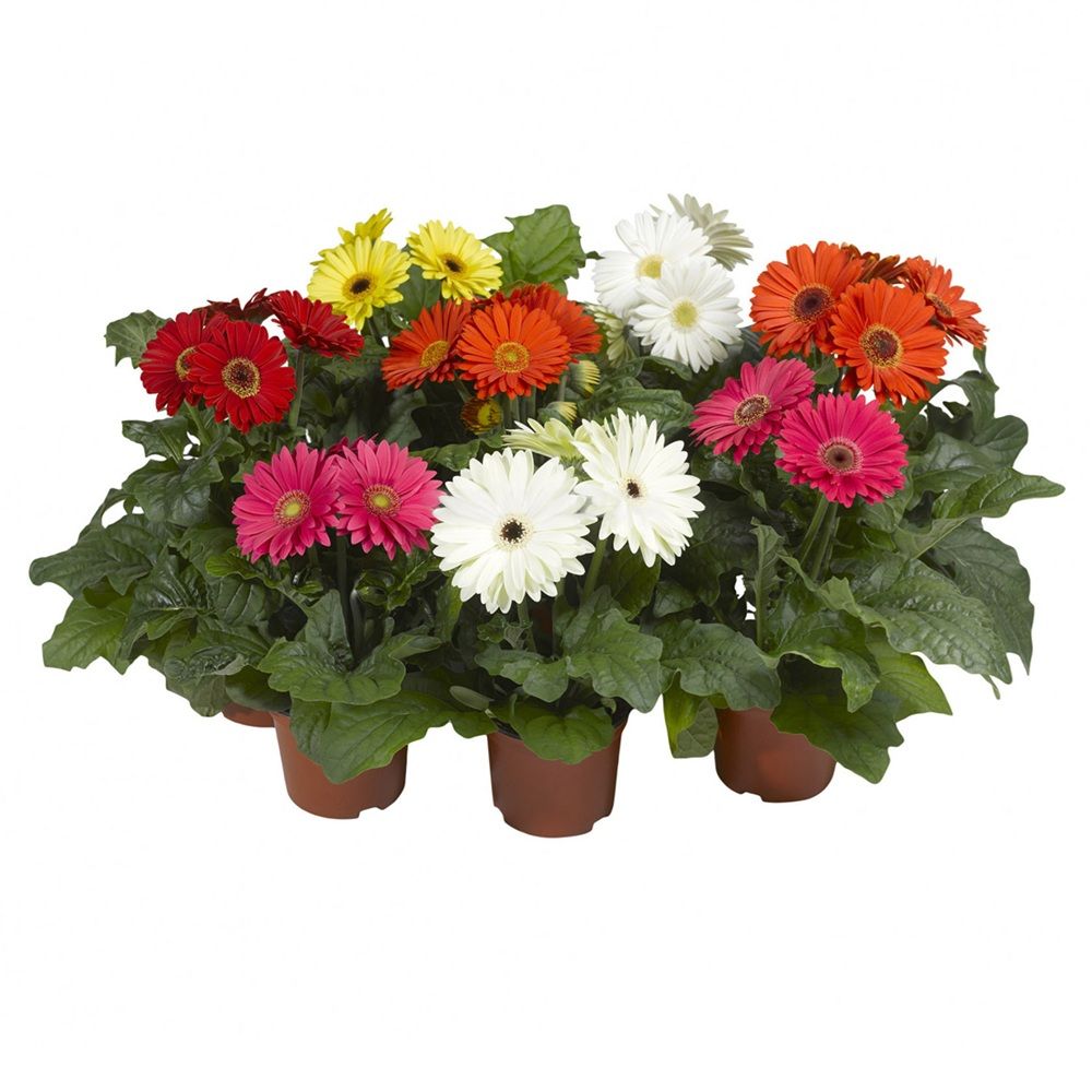 Гербера микс d15 см h25 см