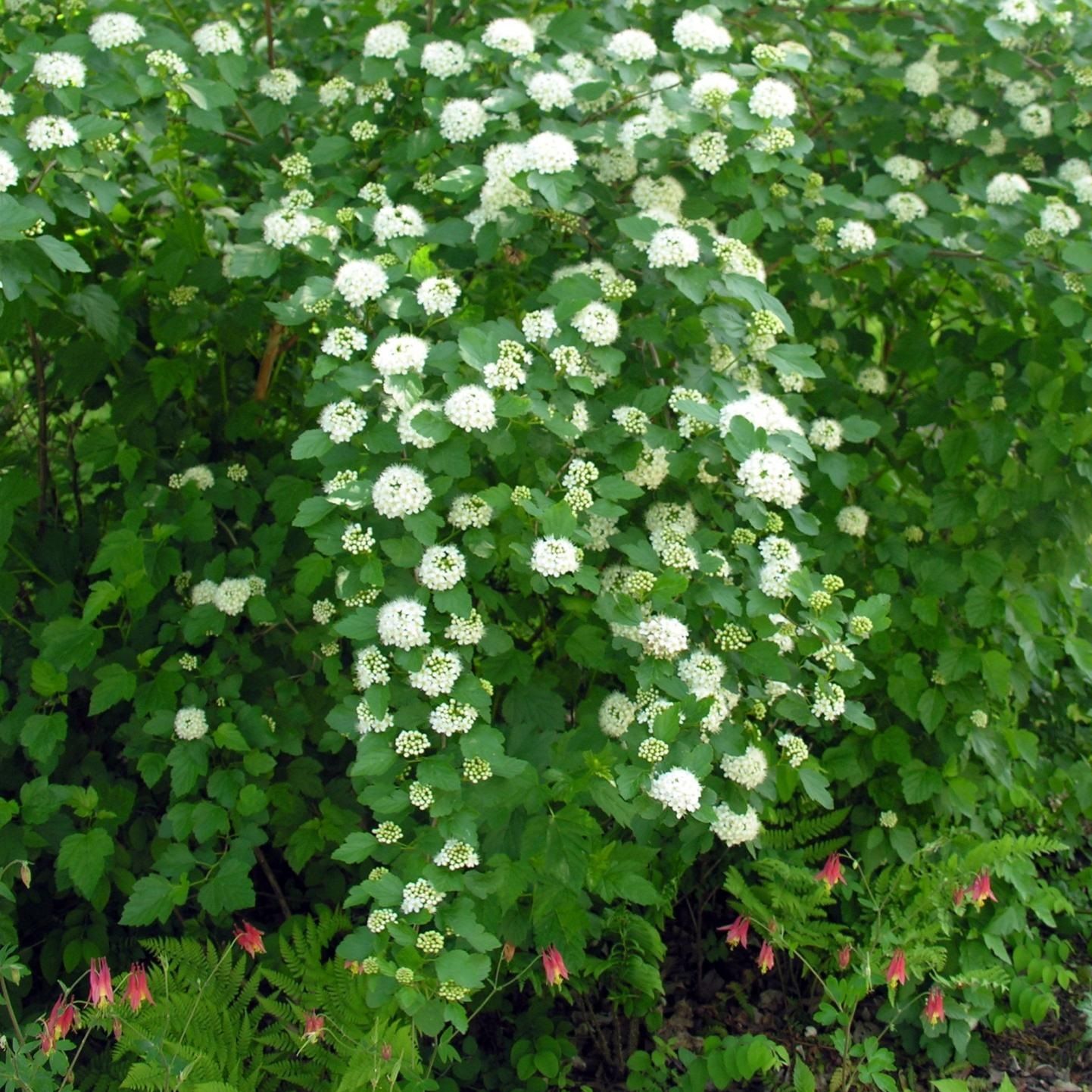 Пузыреплодник Нанус ЗКС