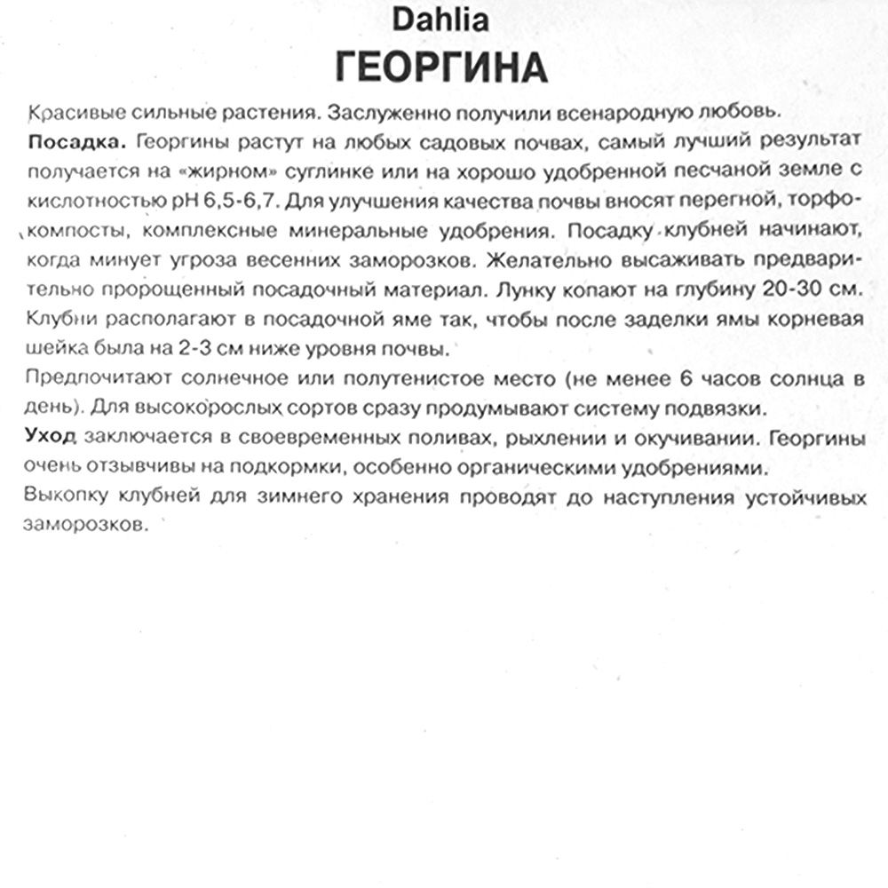 Георгина Мингус Алекс I/К декоративная