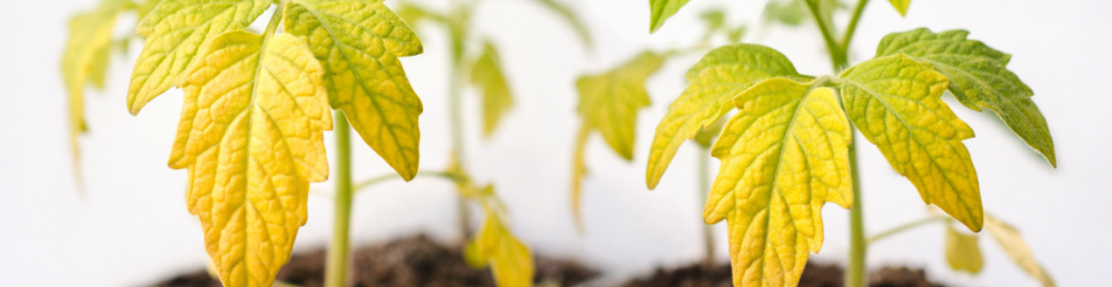 Рассада желтеет снизу: нехватка питания или ошибка в составе грунта?