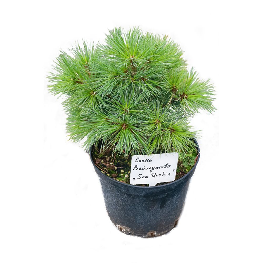 Сосна веймутова Сиа Урчин V3