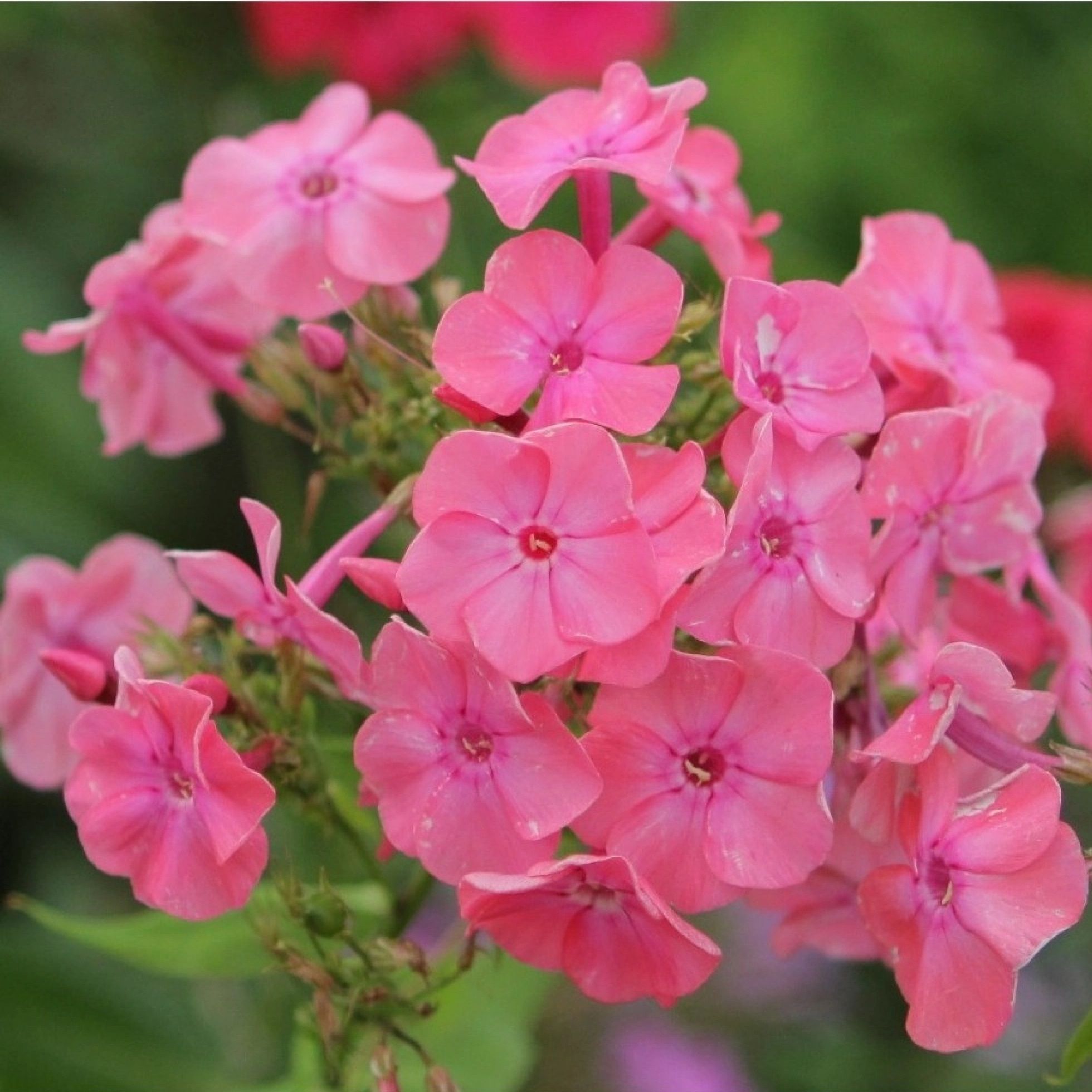 Рассада Флокс метельчатый Клементина d9 см