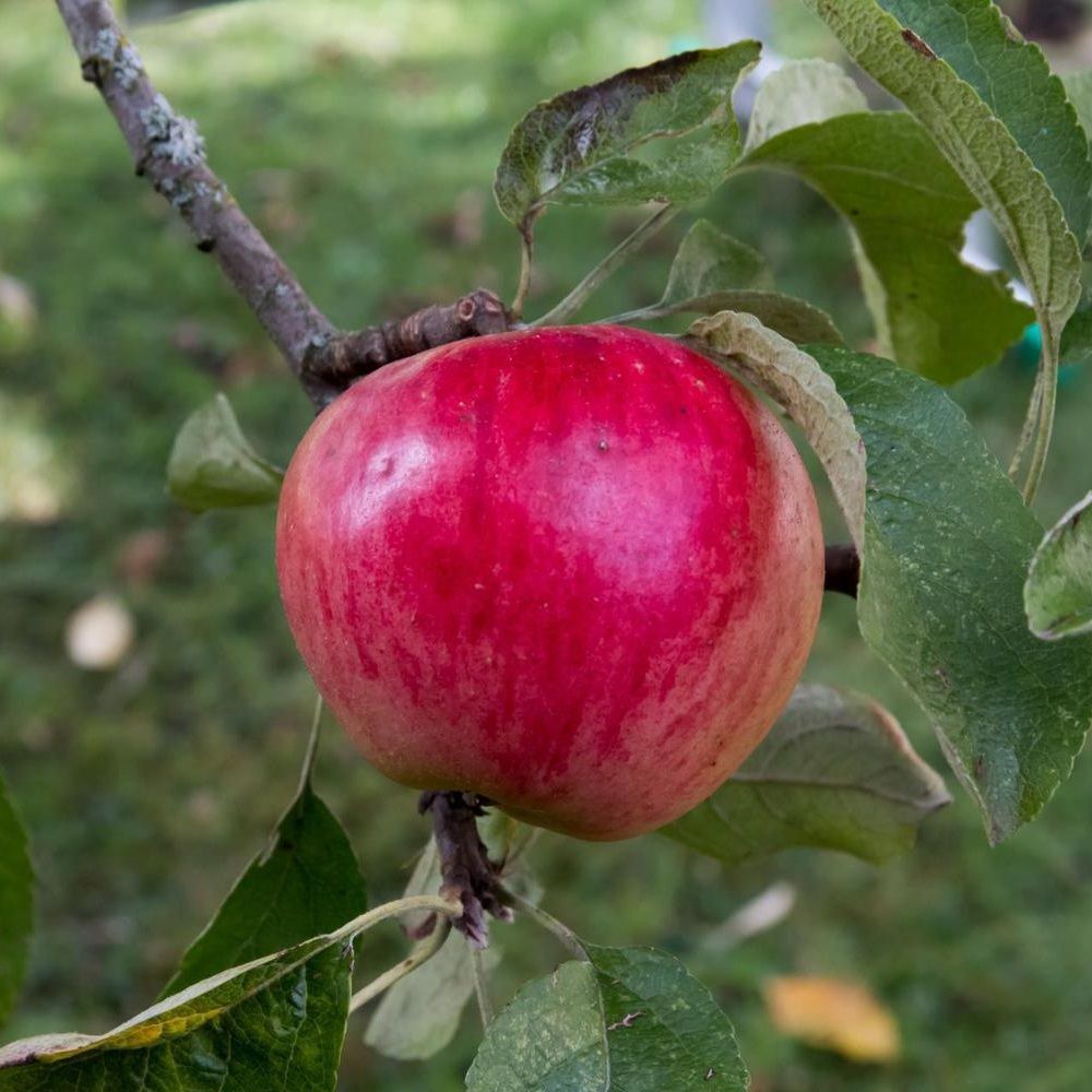 Яблоня зимняя Веньяминовское С7