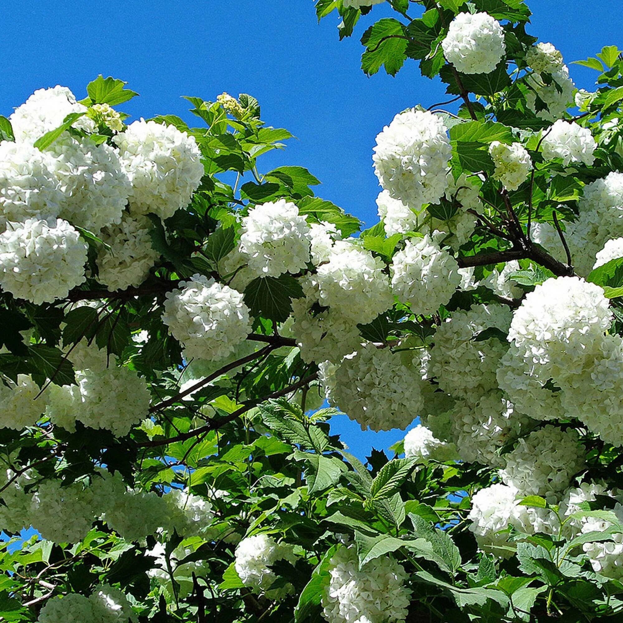 Калина обыкновенная декоративная Бульденеж С2