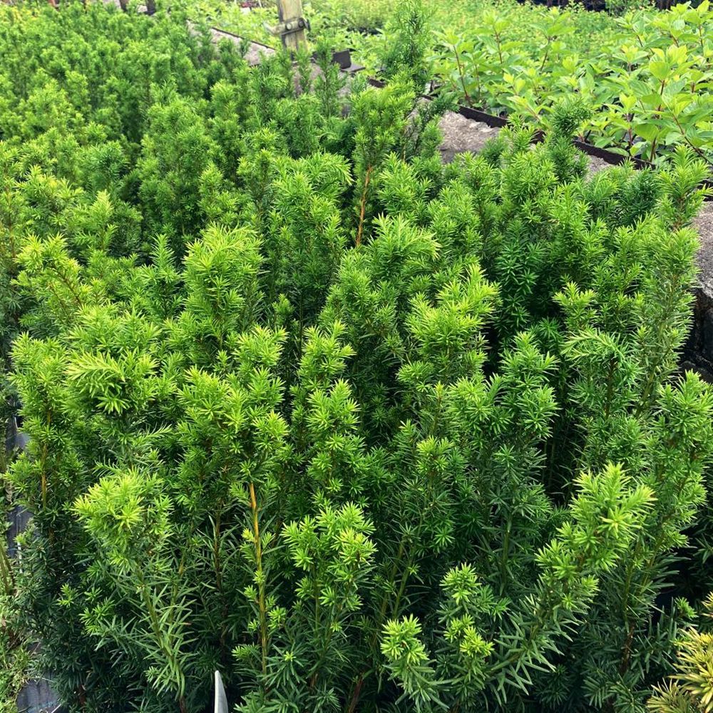 Тис средний Гроенланд V2 Lav