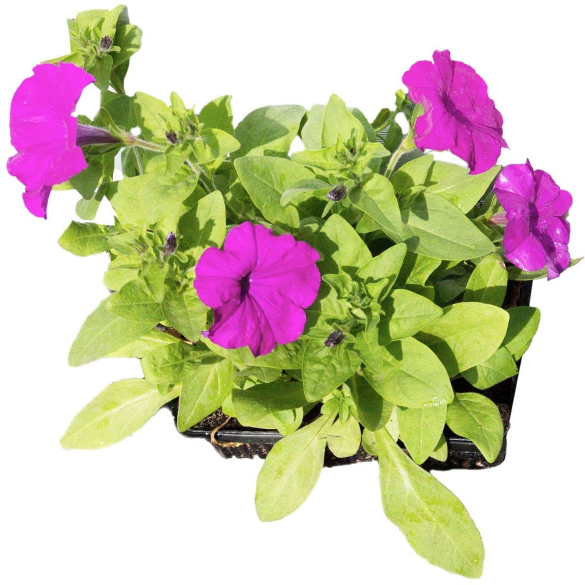 Рассада Петуния микс 4 шт