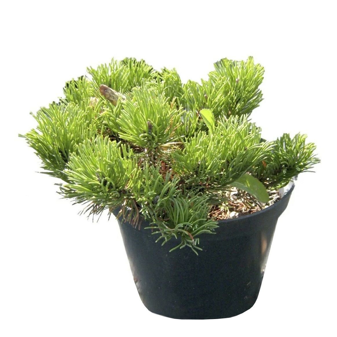 Сосна горная Пумилио V3 h20-30 см