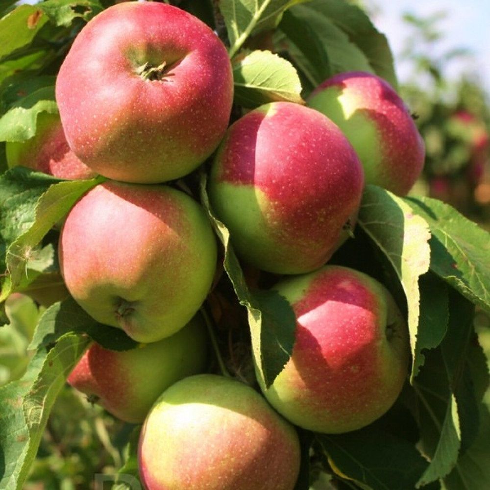 Яблоня колонновидная С7