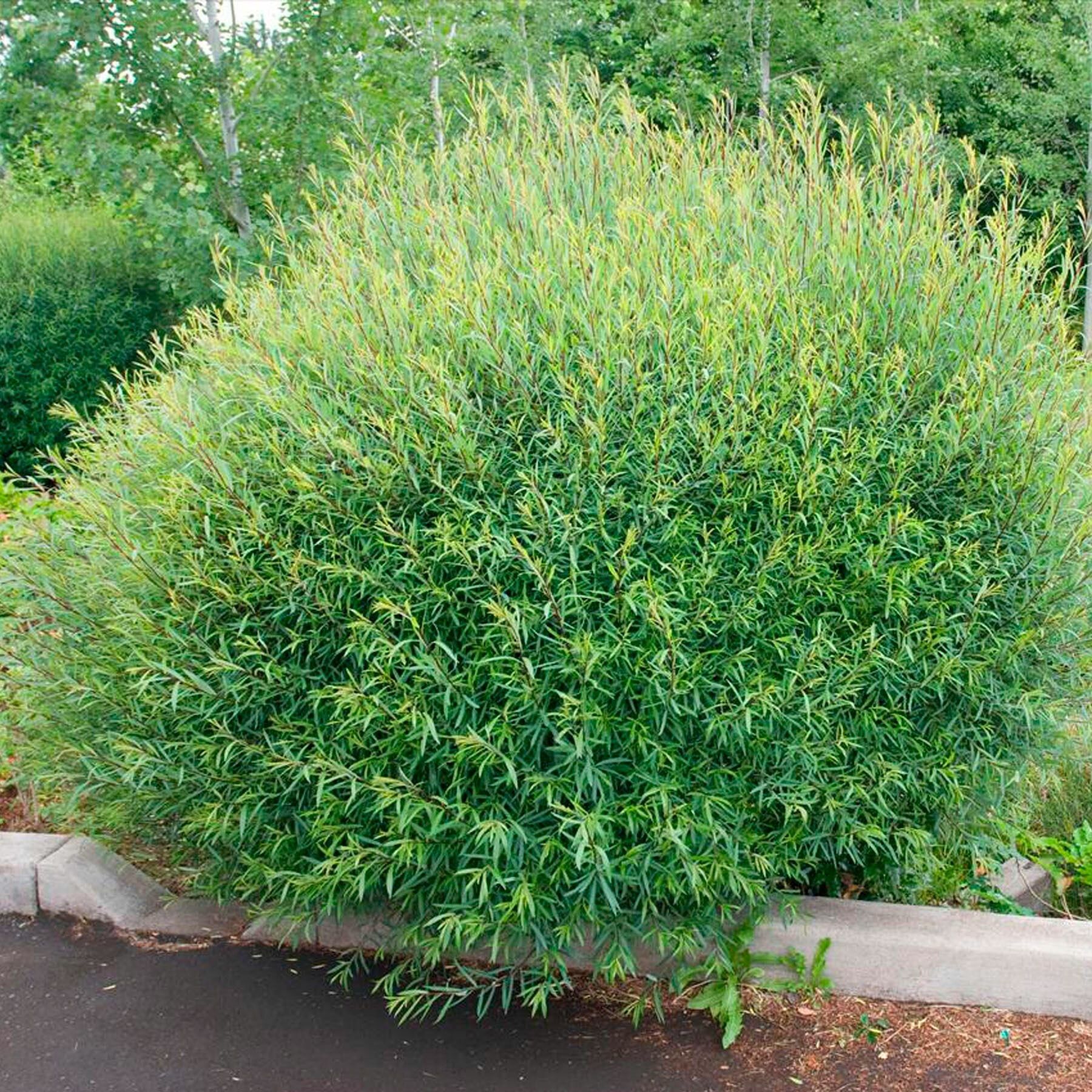 Ива пурпурная Нана P9