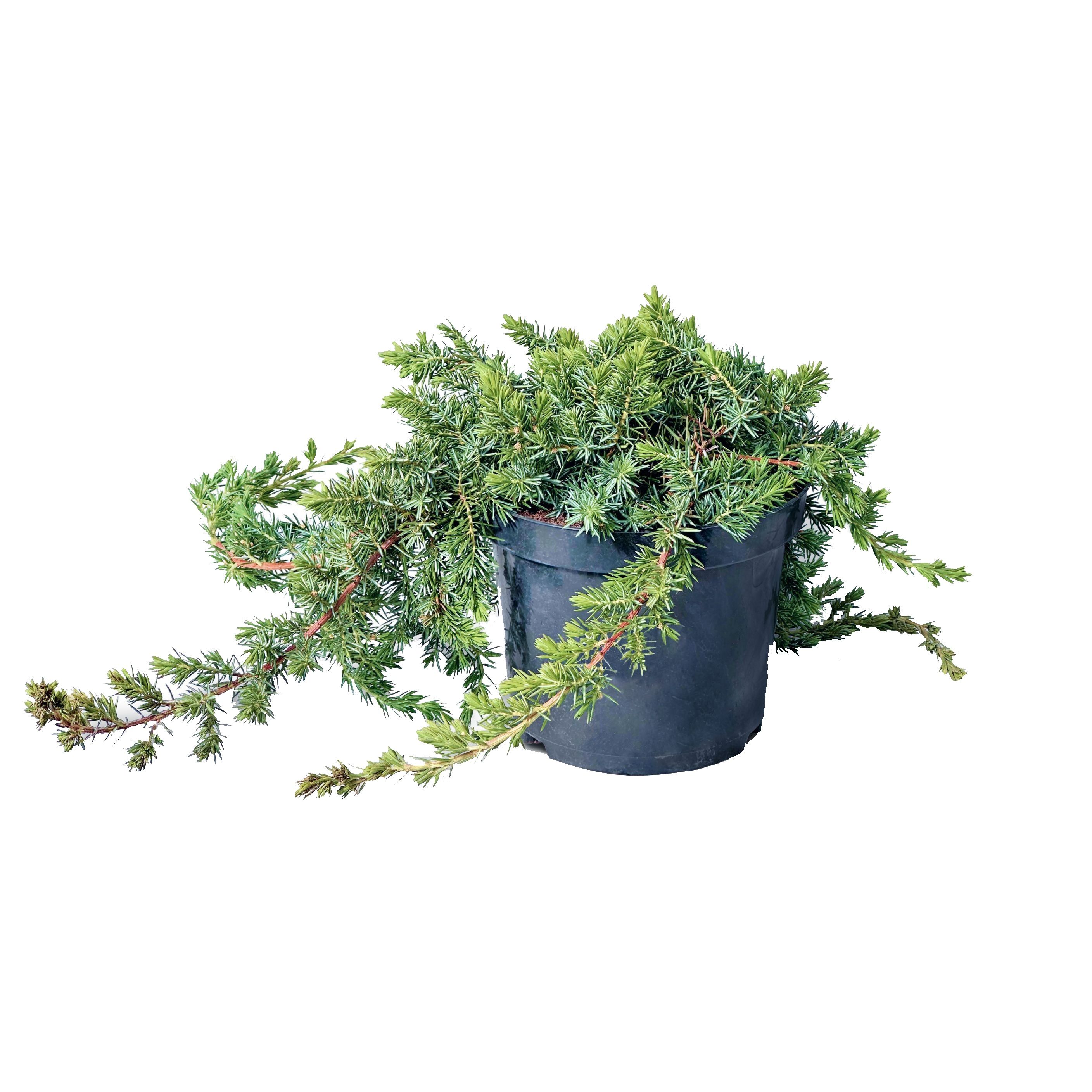 Можжевельник прибрежный Блю Пасифик H30-50 см