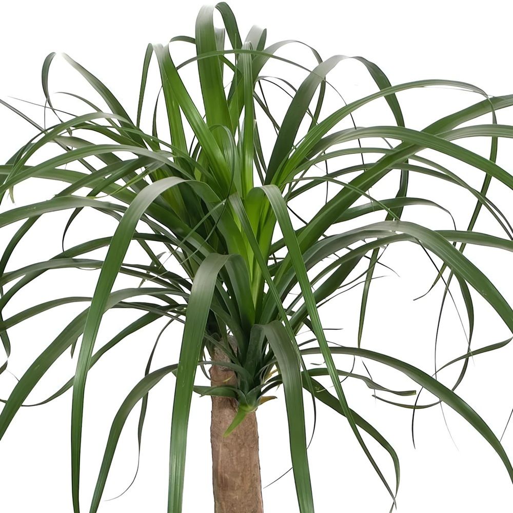 Нолина штамбовая d23 см h90 см